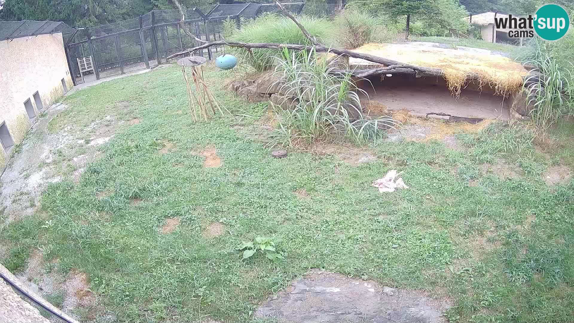 LION webcam en direct du zoo de Ljubljana – Slovénie