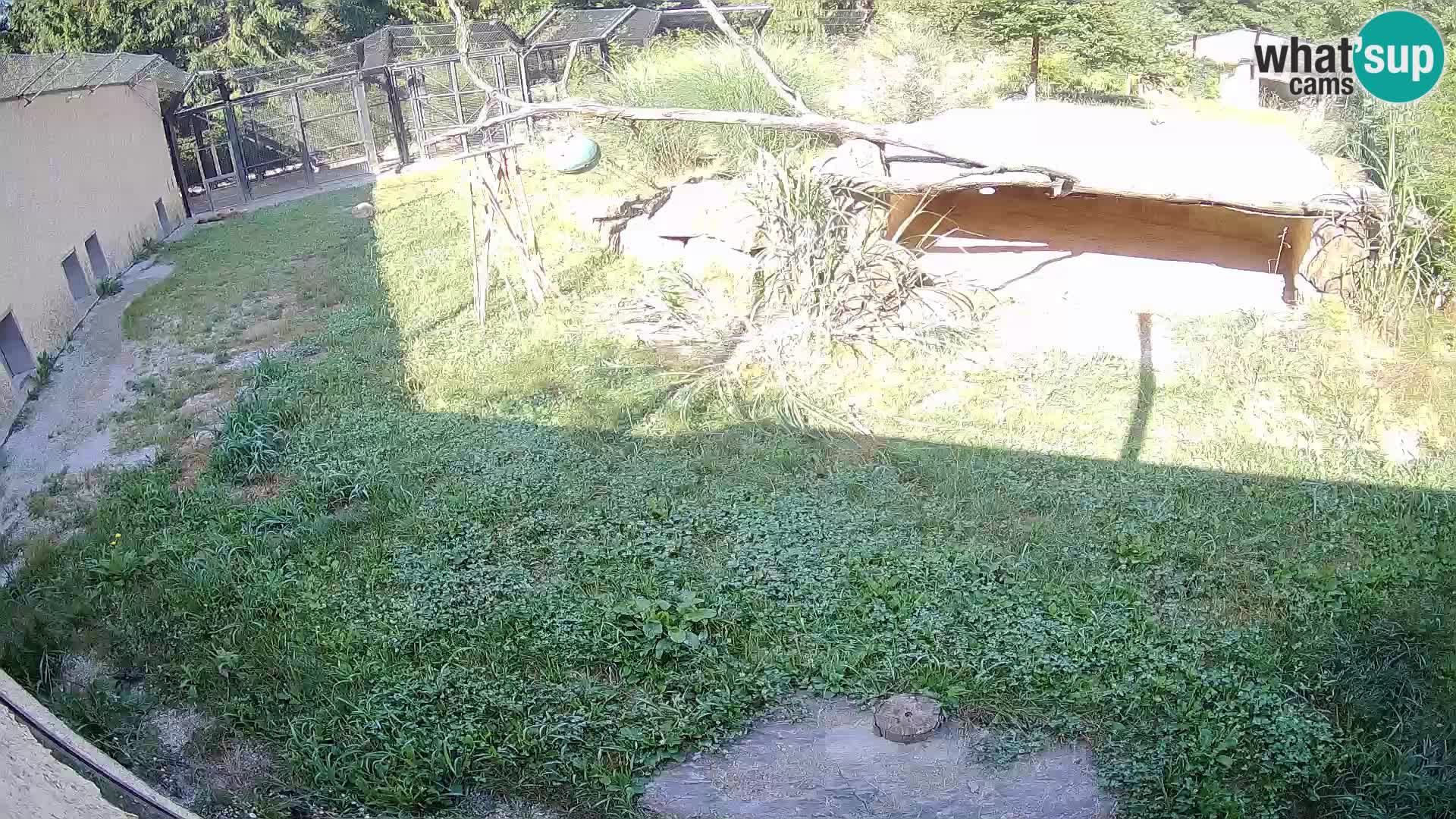LION webcam en direct du zoo de Ljubljana – Slovénie