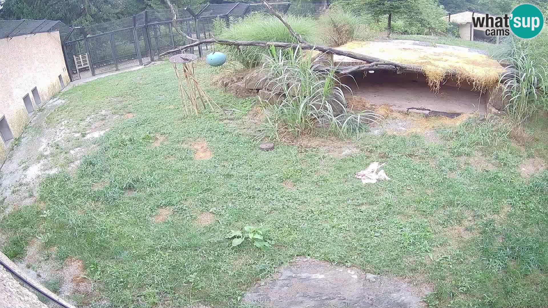 Löwe live Webcam im Zoo von Ljubljana – Slowenien