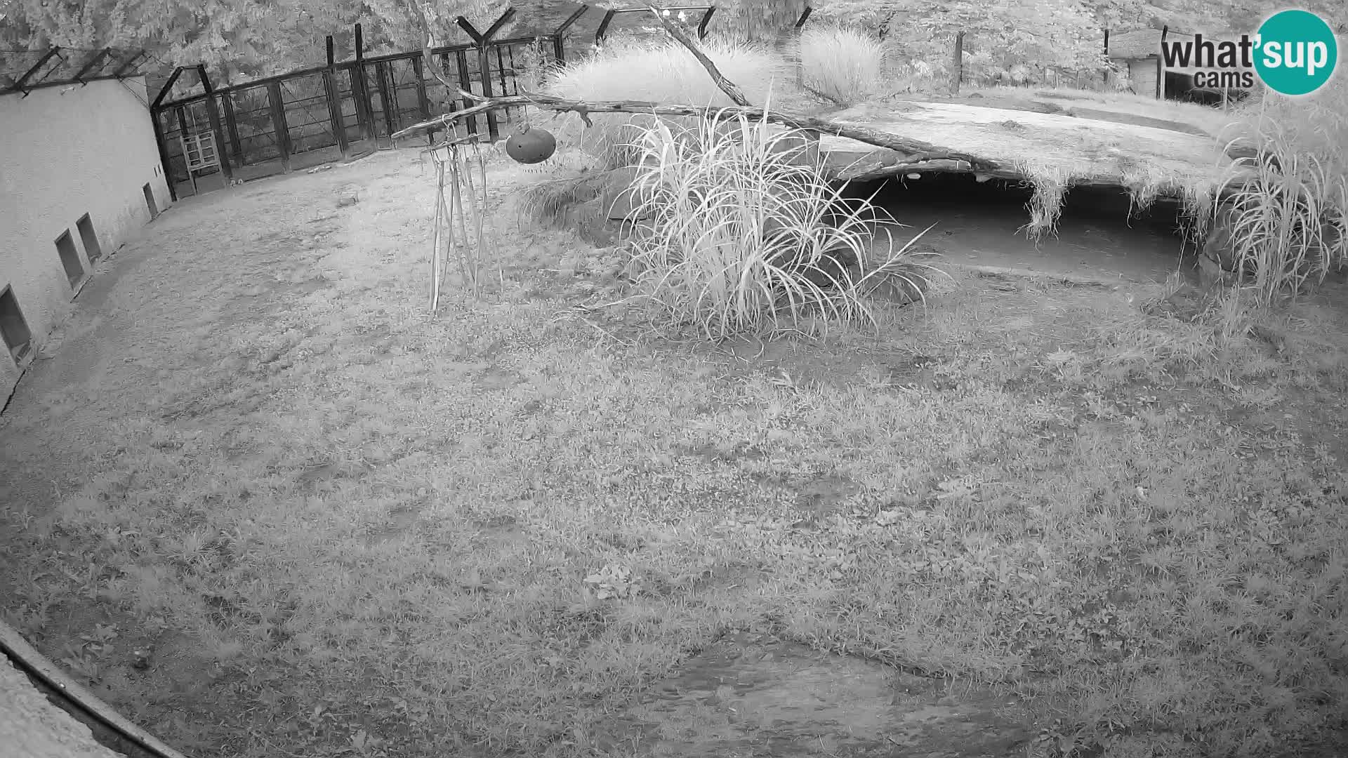 LION webcam en direct du zoo de Ljubljana – Slovénie