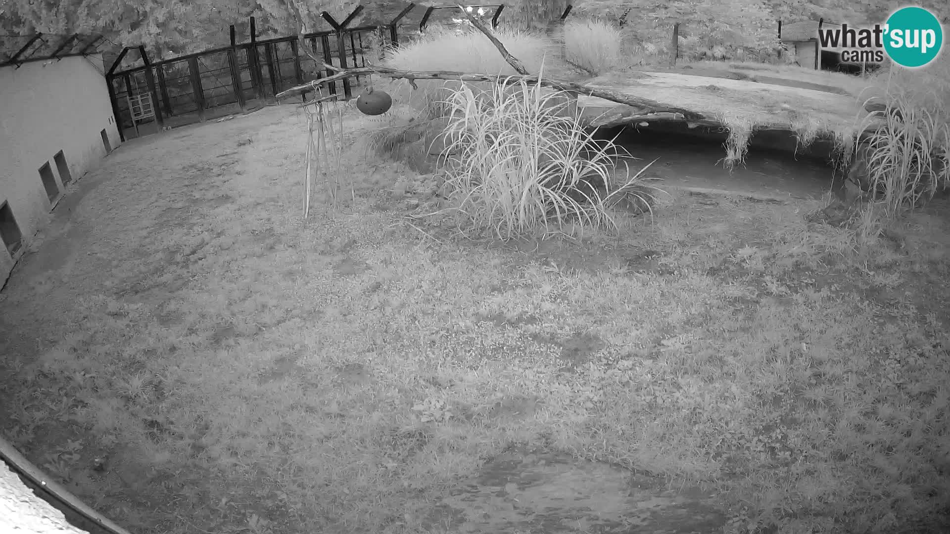 LEONE live Webcam nello zoo di Lubiana – Slovenia