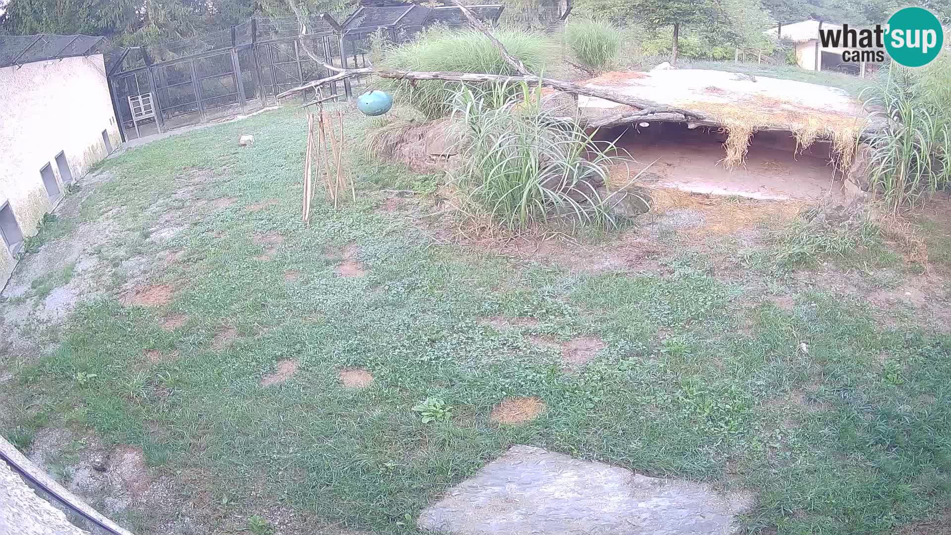 LEONE live Webcam nello zoo di Lubiana – Slovenia