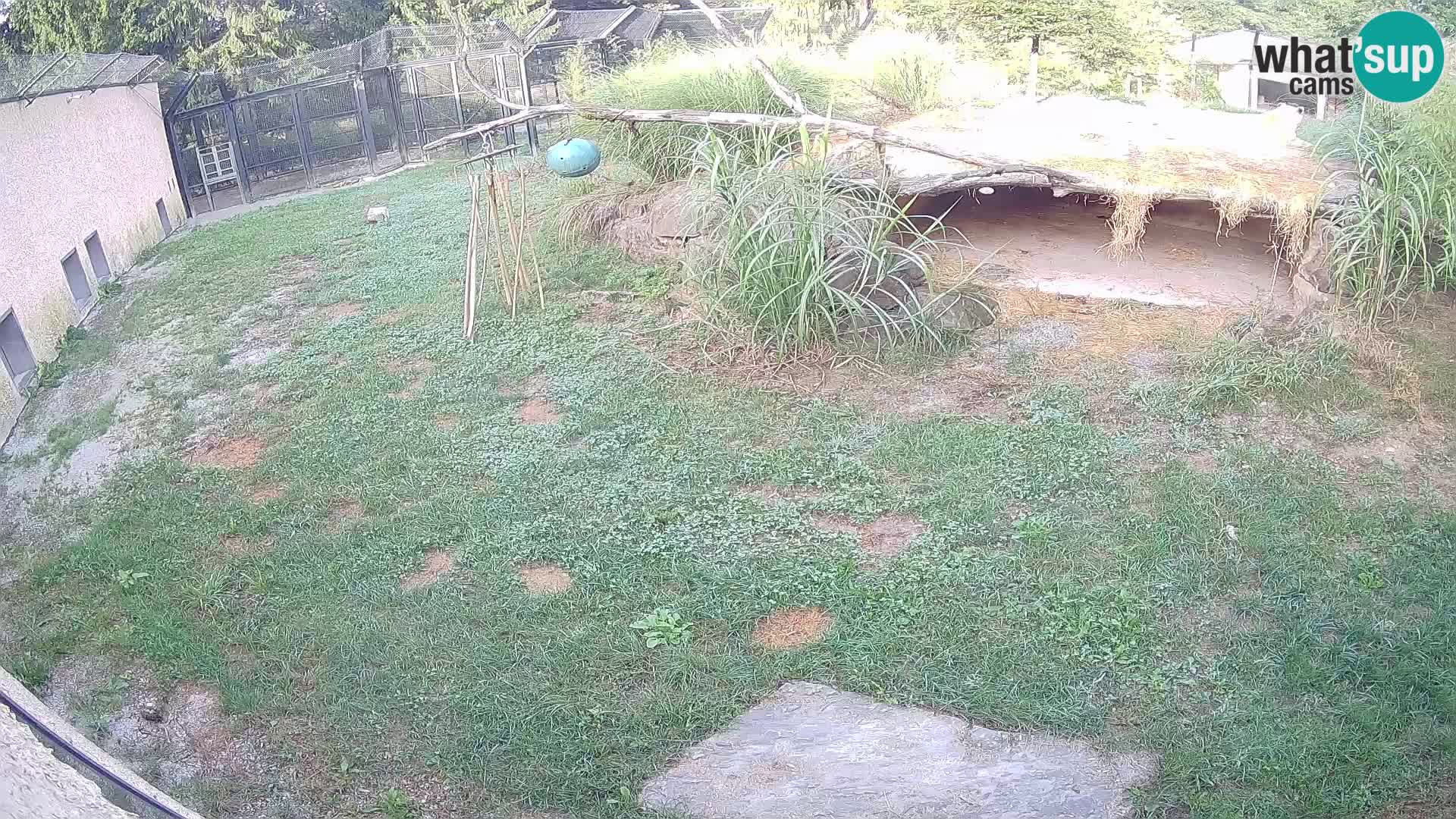 LION webcam en direct du zoo de Ljubljana – Slovénie