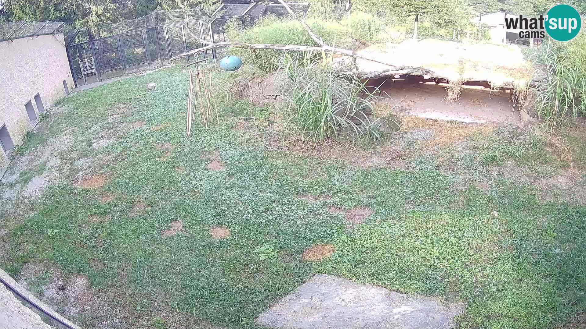 Löwe live Webcam im Zoo von Ljubljana – Slowenien