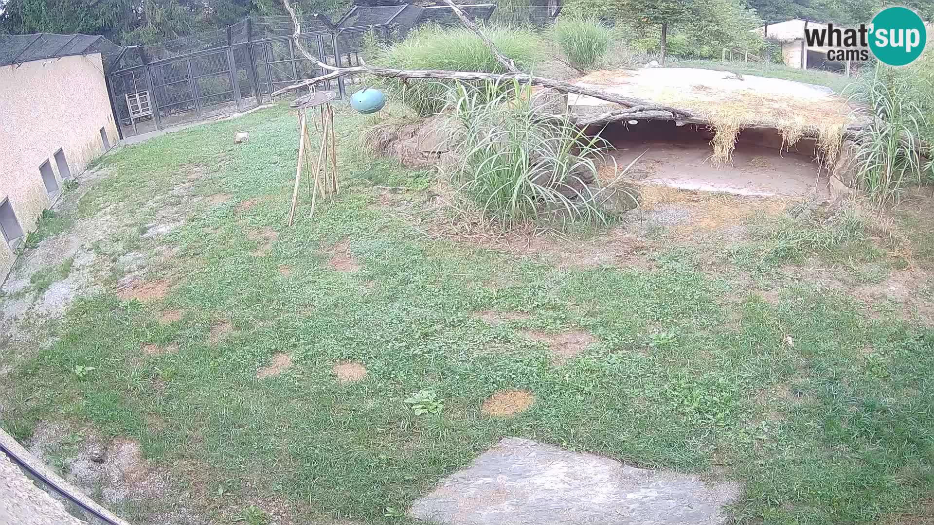 LION webcam en direct du zoo de Ljubljana – Slovénie