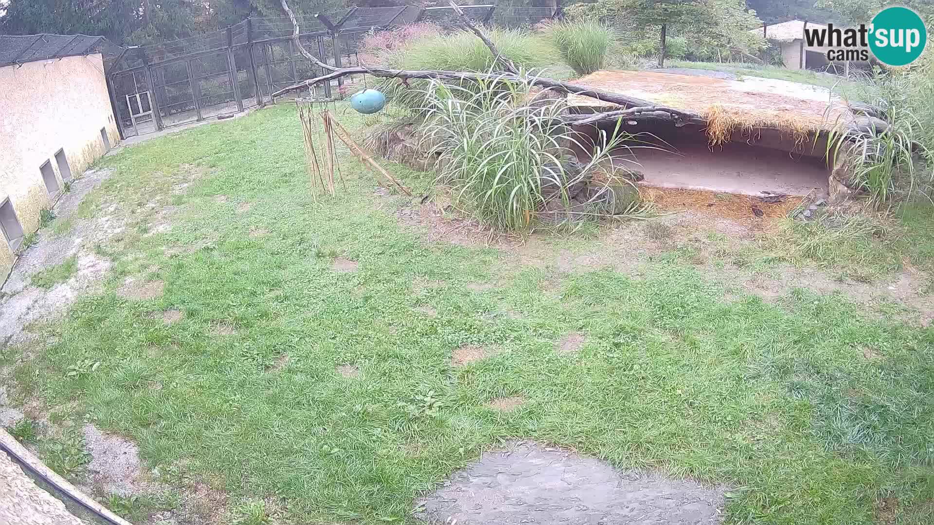 LION live Webcam in Ljubljana Zoo – Slovenia