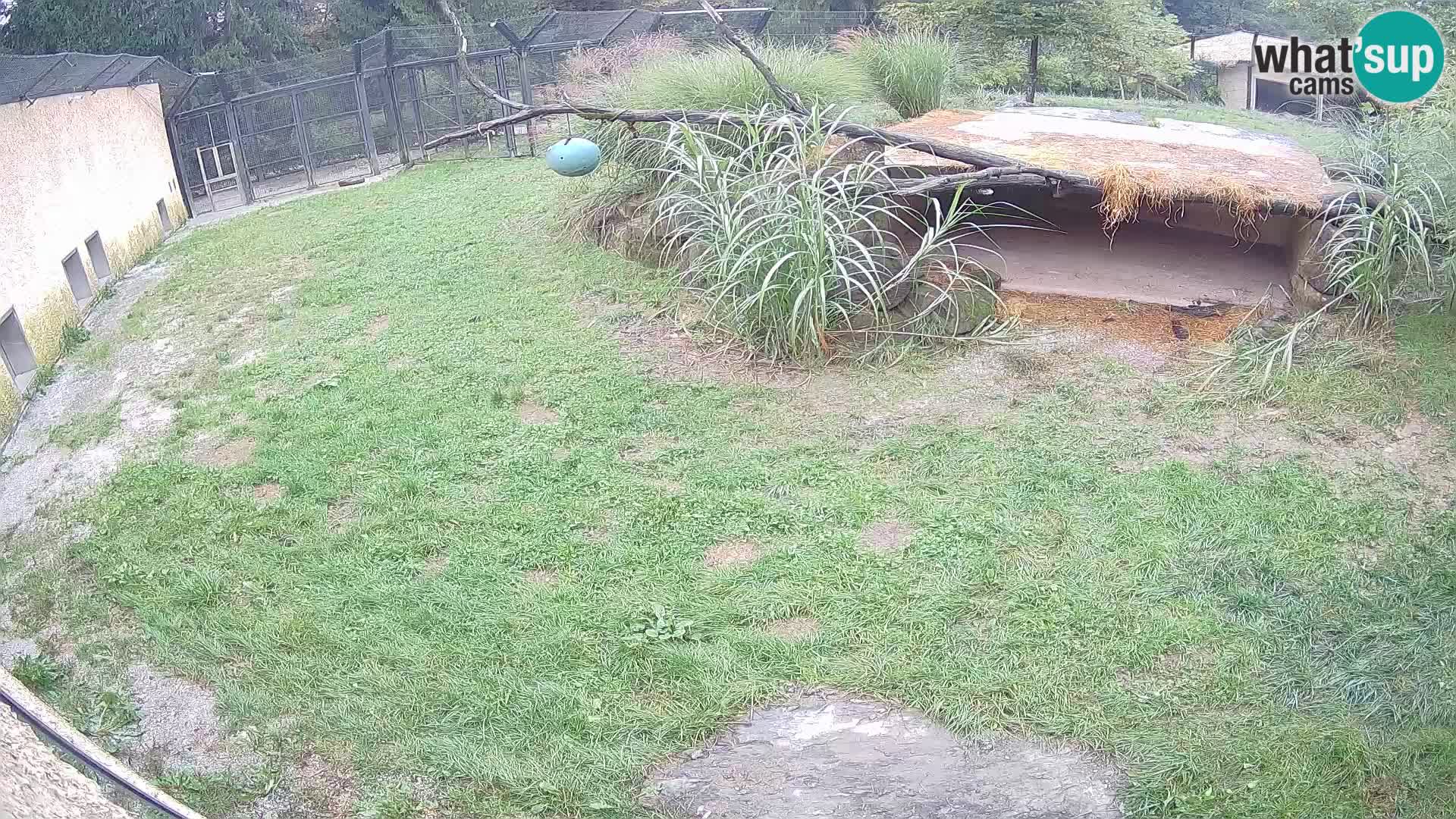 Löwe live Webcam im Zoo von Ljubljana – Slowenien