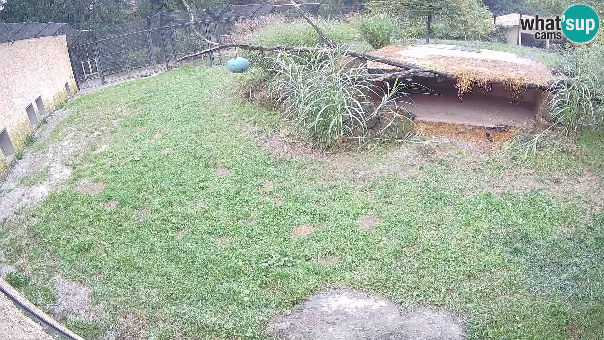 LION live Webcam in Ljubljana Zoo – Slovenia