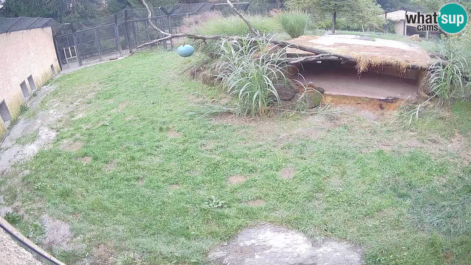 LION live Webcam in Ljubljana Zoo – Slovenia