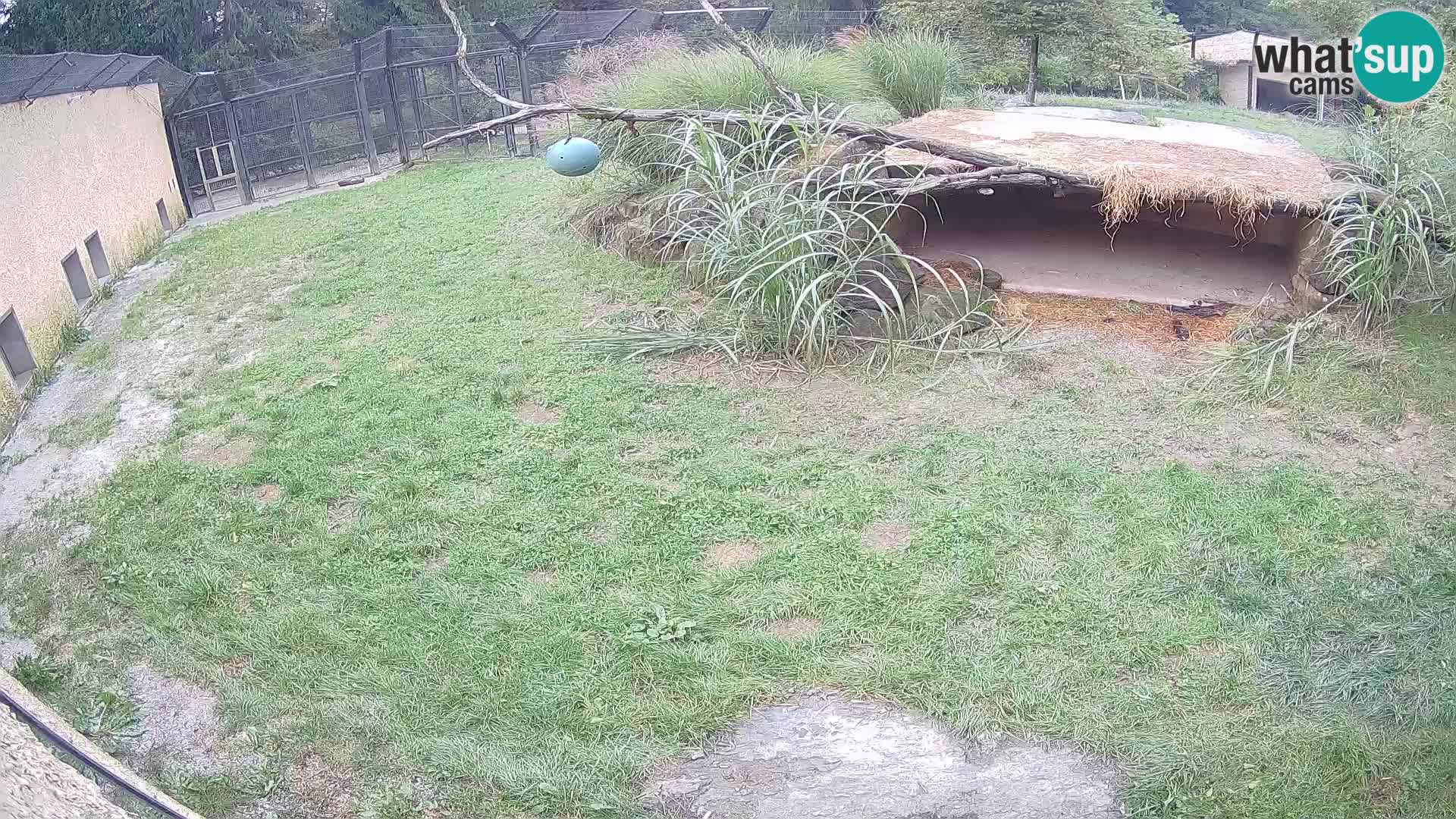 LION webcam en direct du zoo de Ljubljana – Slovénie