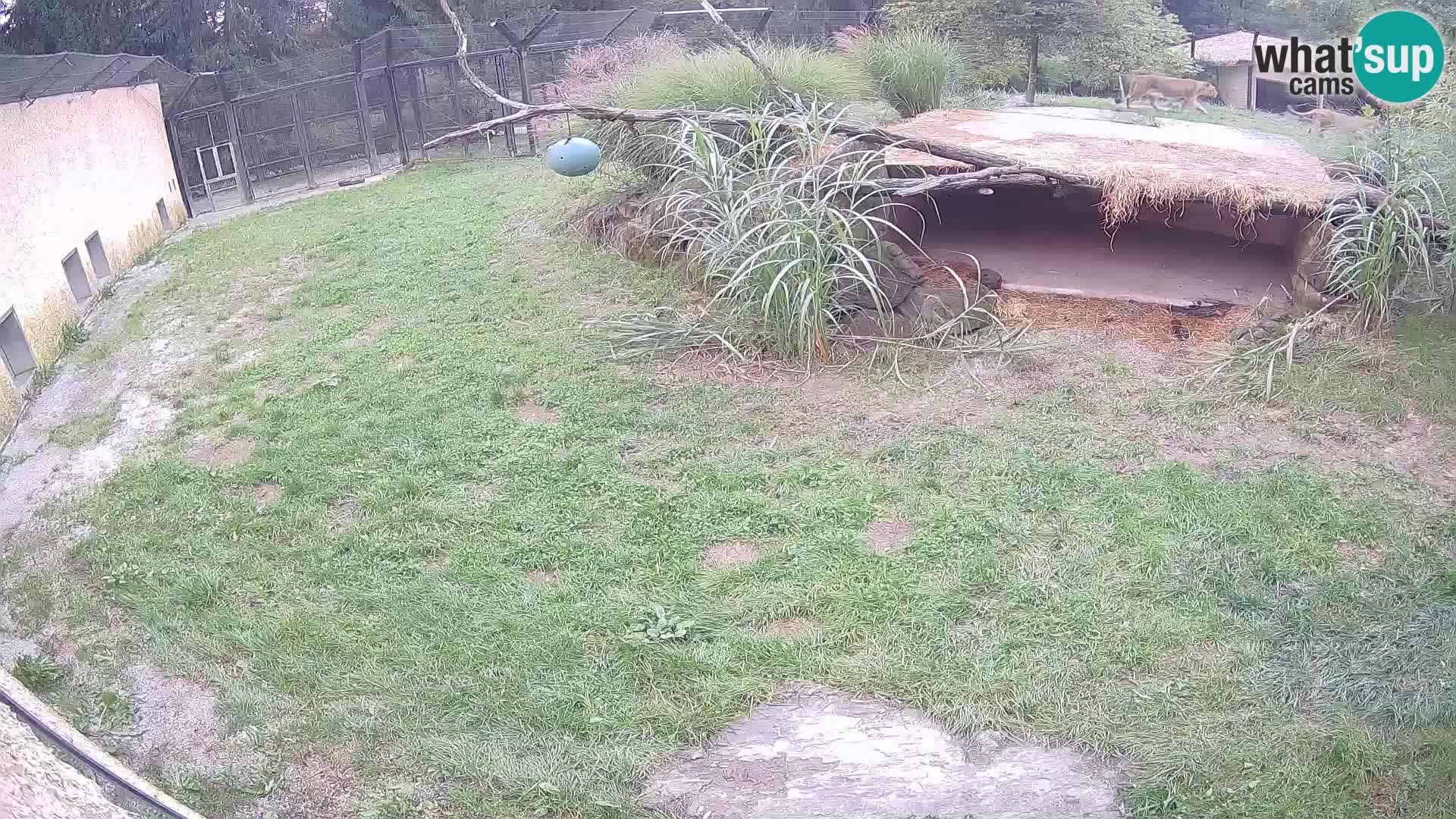 LEONE live Webcam nello zoo di Lubiana – Slovenia