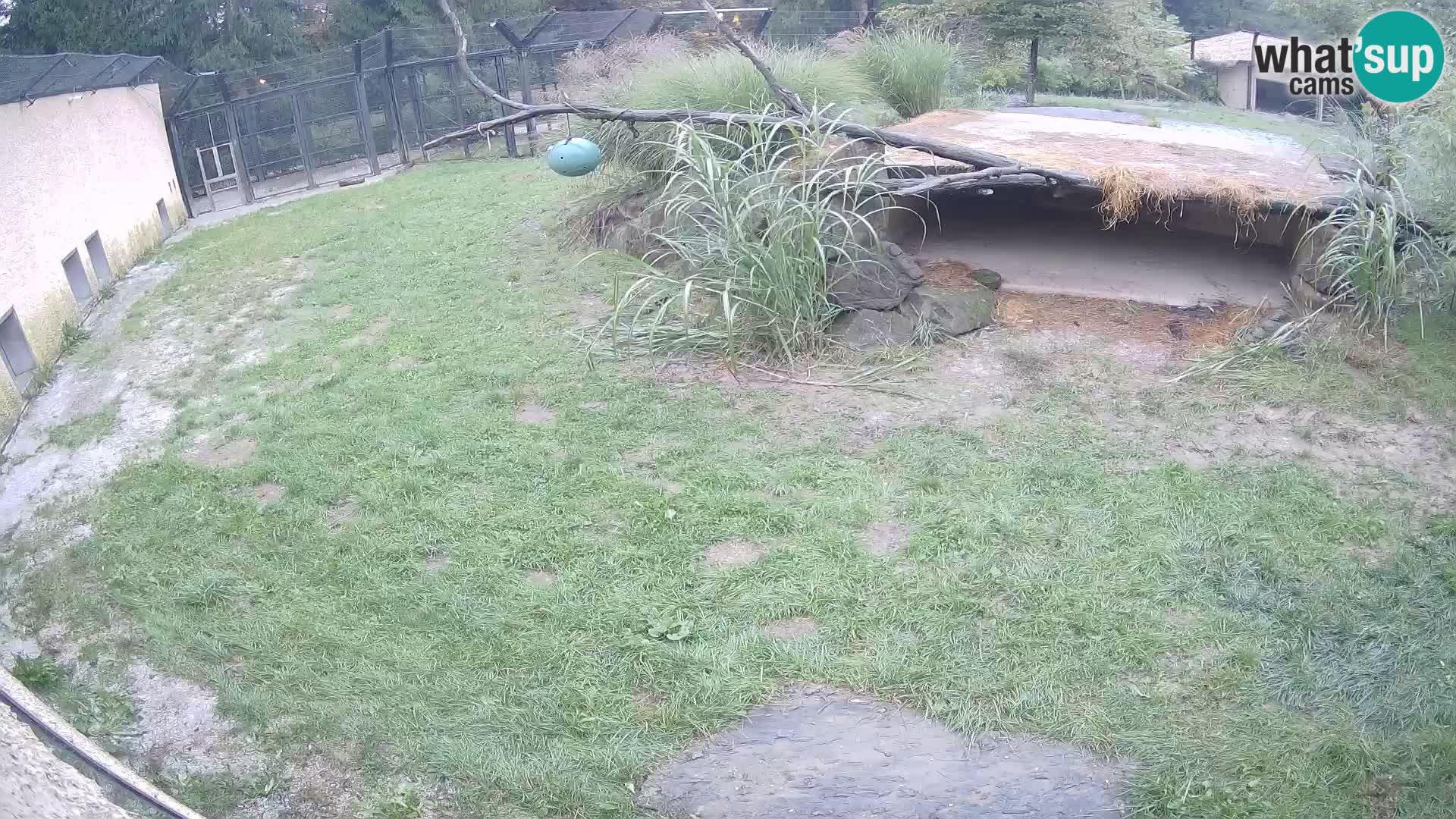 LION webcam en direct du zoo de Ljubljana – Slovénie