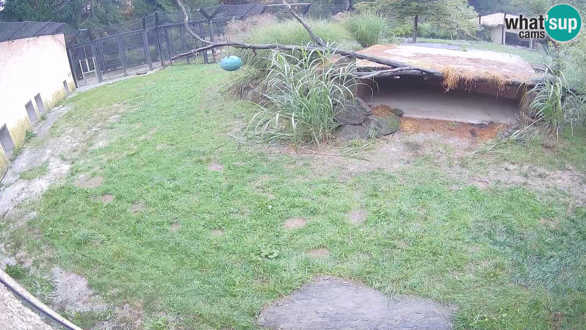 LION live Webcam in Ljubljana Zoo – Slovenia