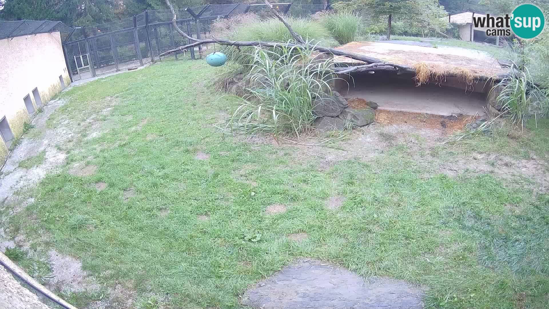 LION webcam en direct du zoo de Ljubljana – Slovénie