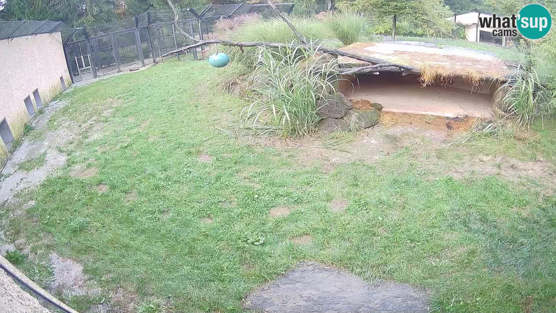 Löwe live Webcam im Zoo von Ljubljana – Slowenien