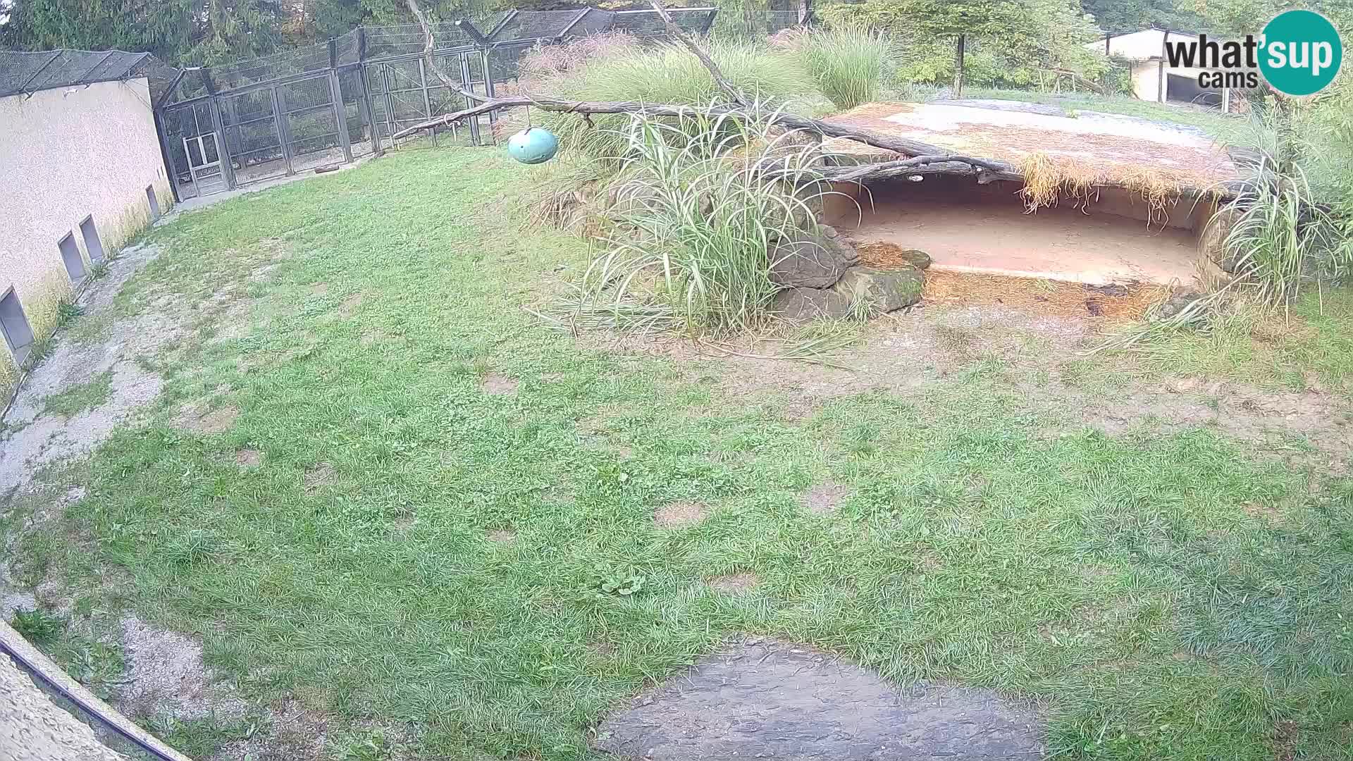 Löwe live Webcam im Zoo von Ljubljana – Slowenien