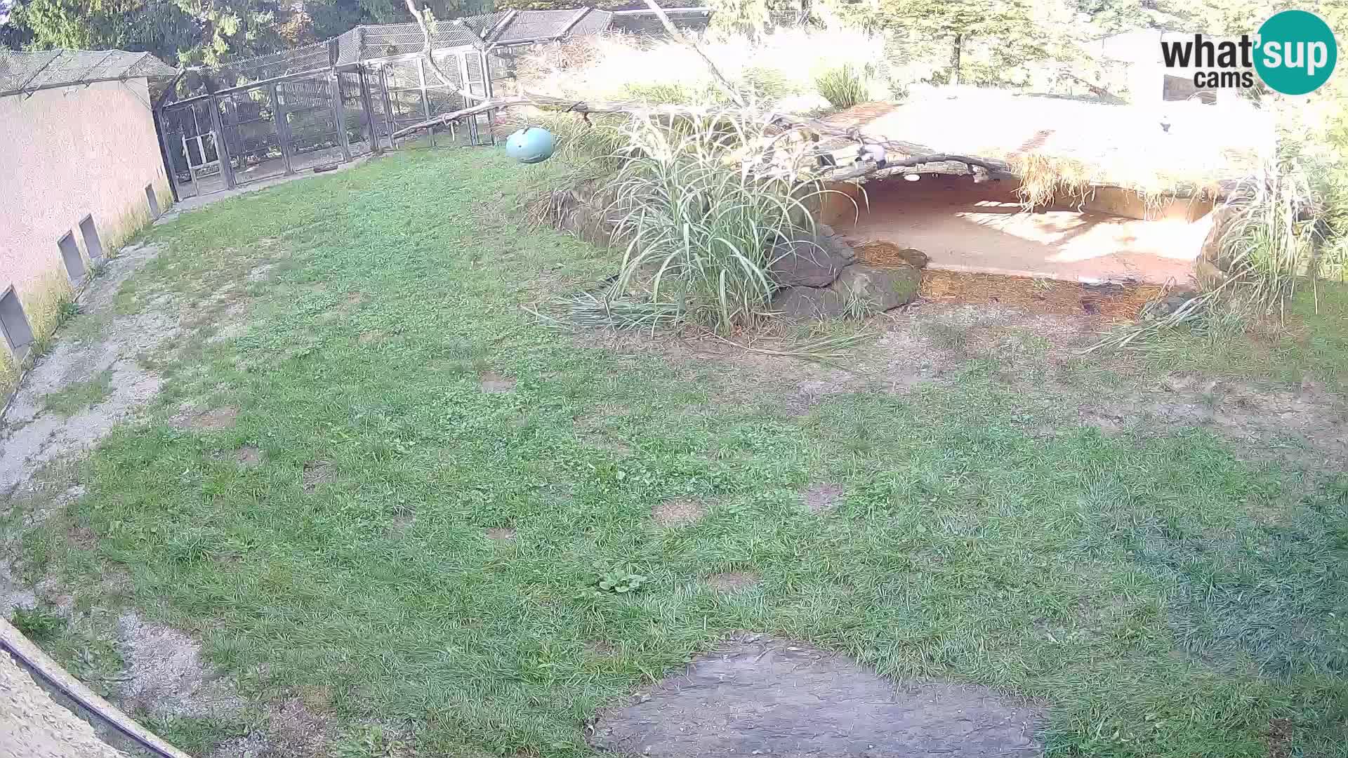 LEONE live Webcam nello zoo di Lubiana – Slovenia