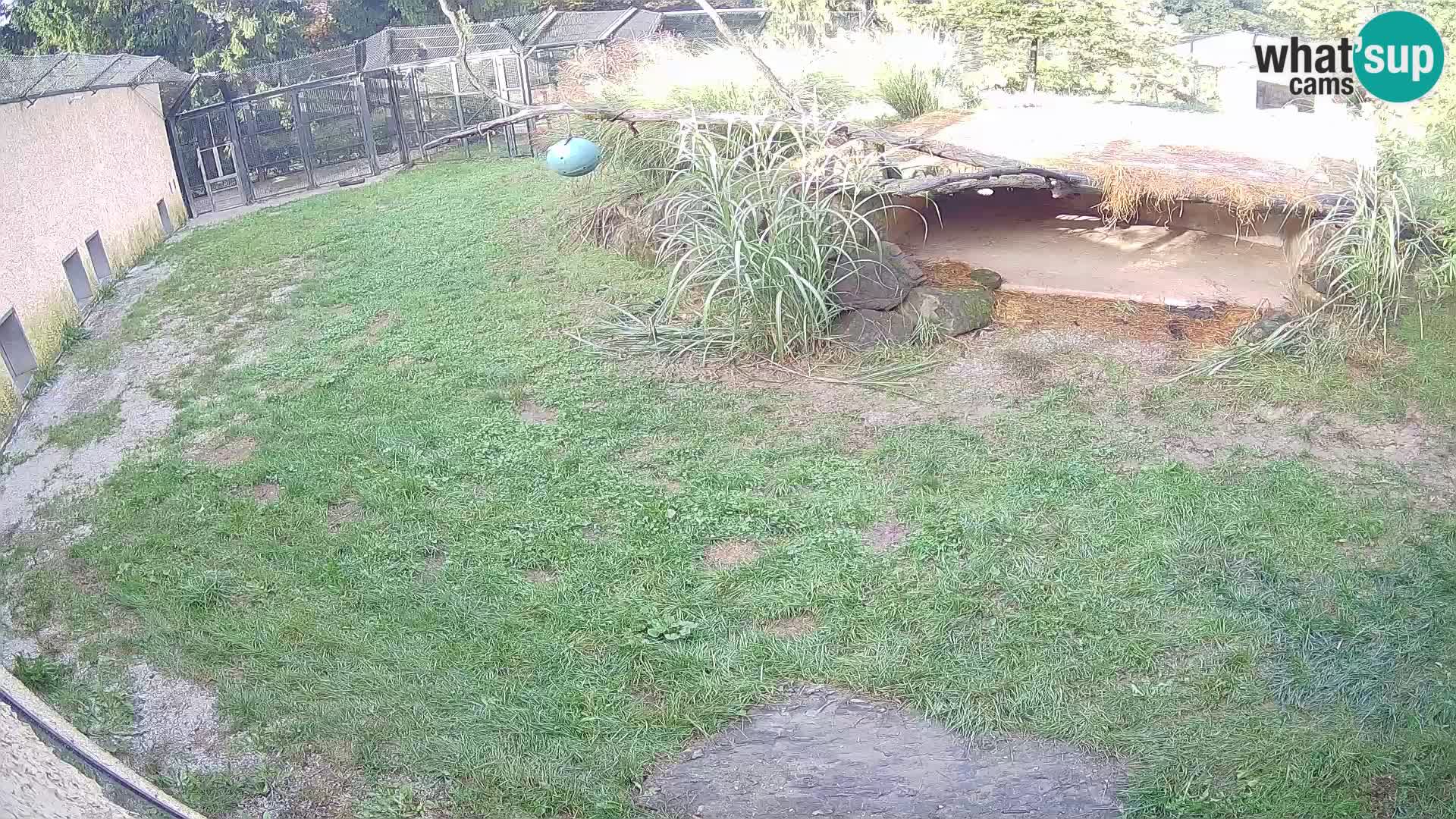 Löwe live Webcam im Zoo von Ljubljana – Slowenien