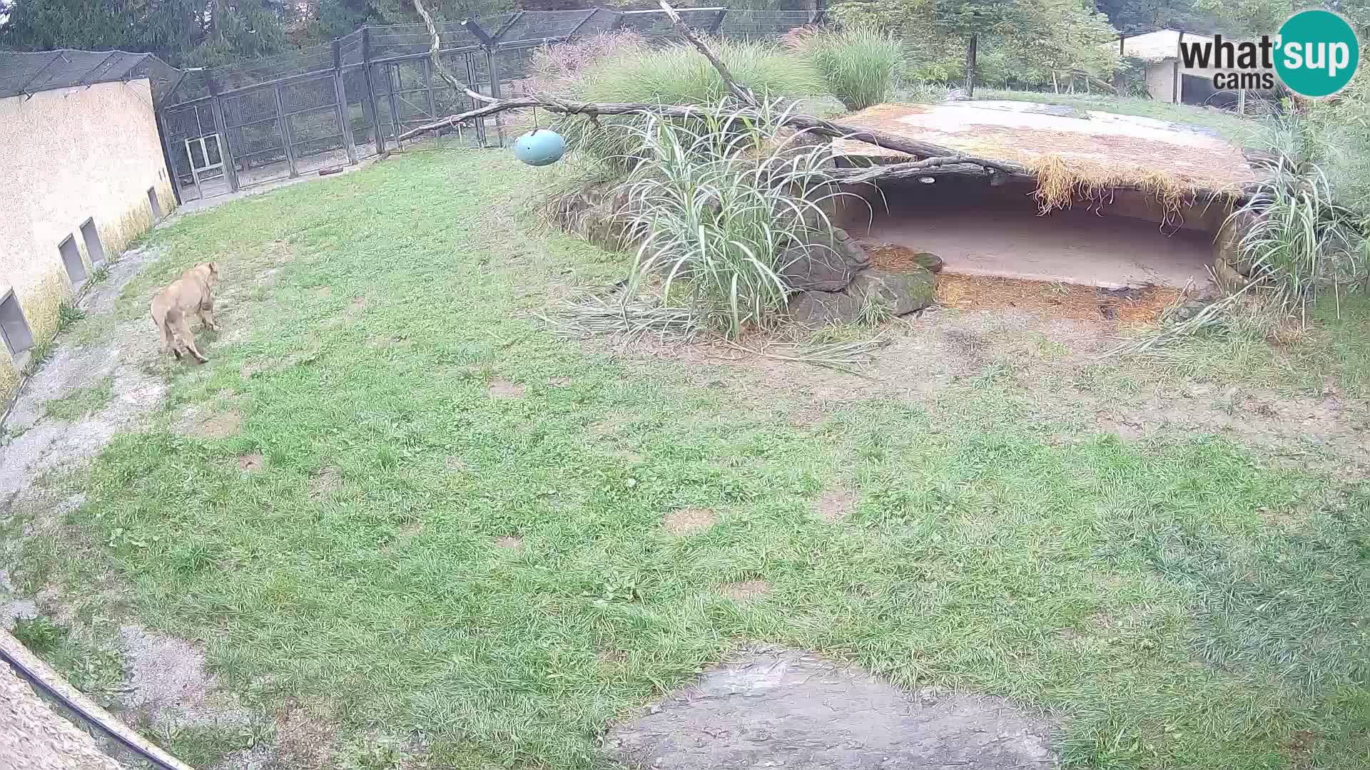 LION webcam en direct du zoo de Ljubljana – Slovénie