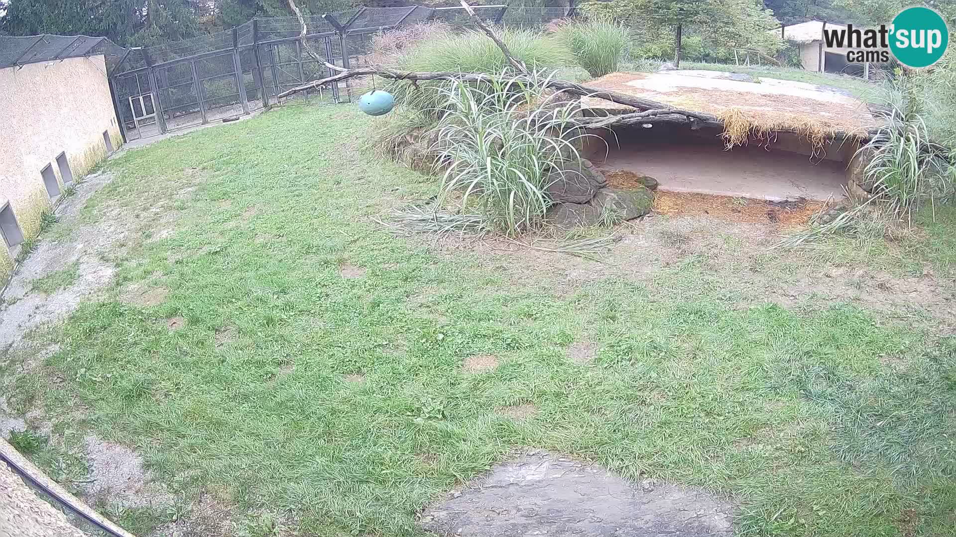 LION webcam en direct du zoo de Ljubljana – Slovénie