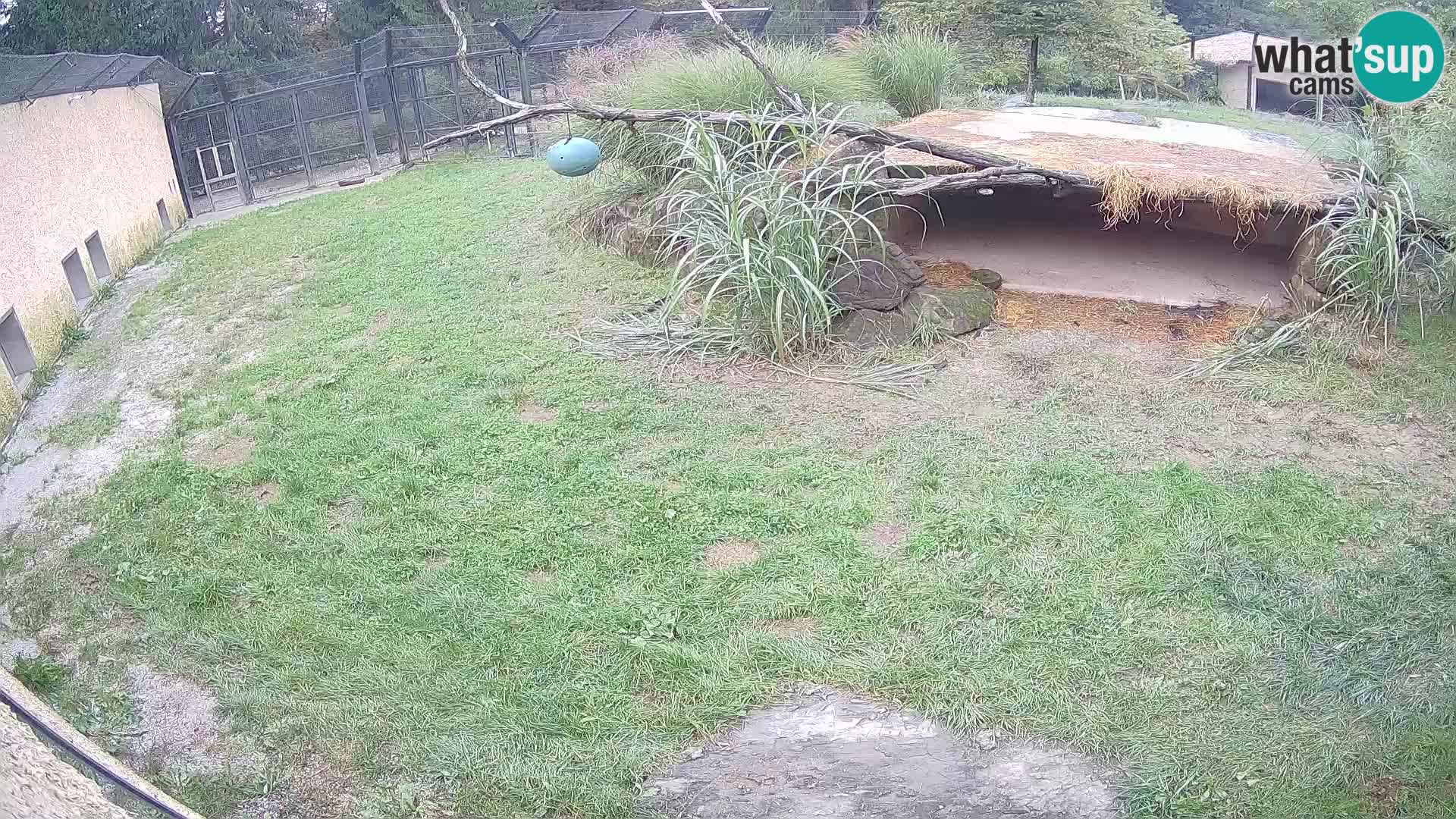 LION live Webcam in Ljubljana Zoo – Slovenia