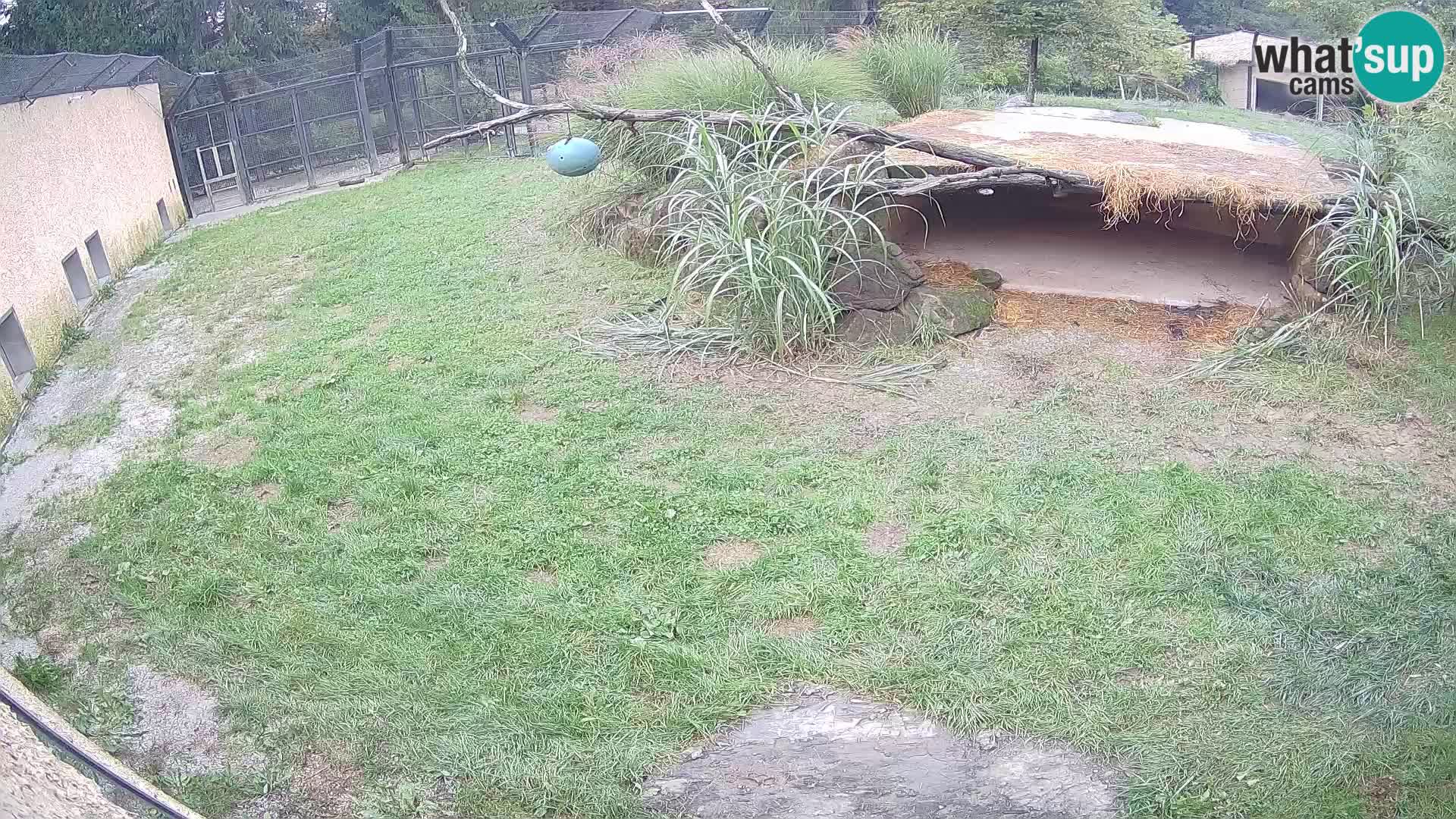 LION webcam en direct du zoo de Ljubljana – Slovénie