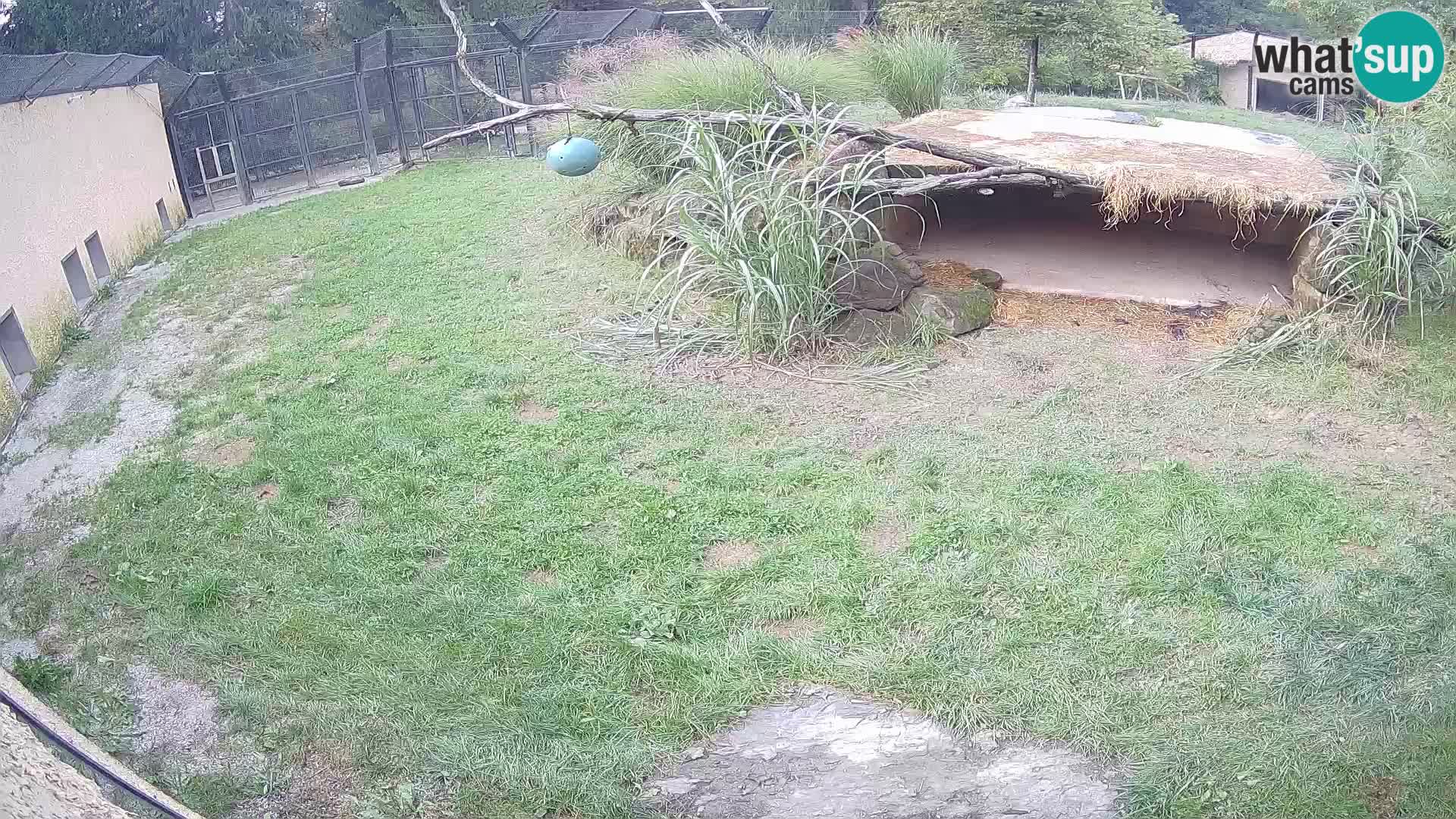 LEON Webcam en vivo en Ljubljana Zoo – Eslovenia