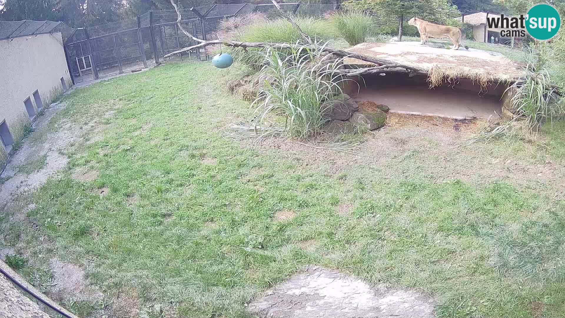 LION live Webcam in Ljubljana Zoo – Slovenia