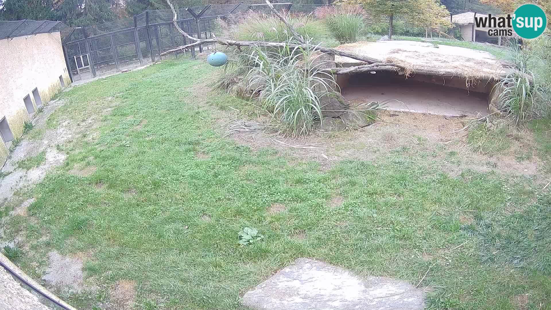 LION live Webcam in Ljubljana Zoo – Slovenia