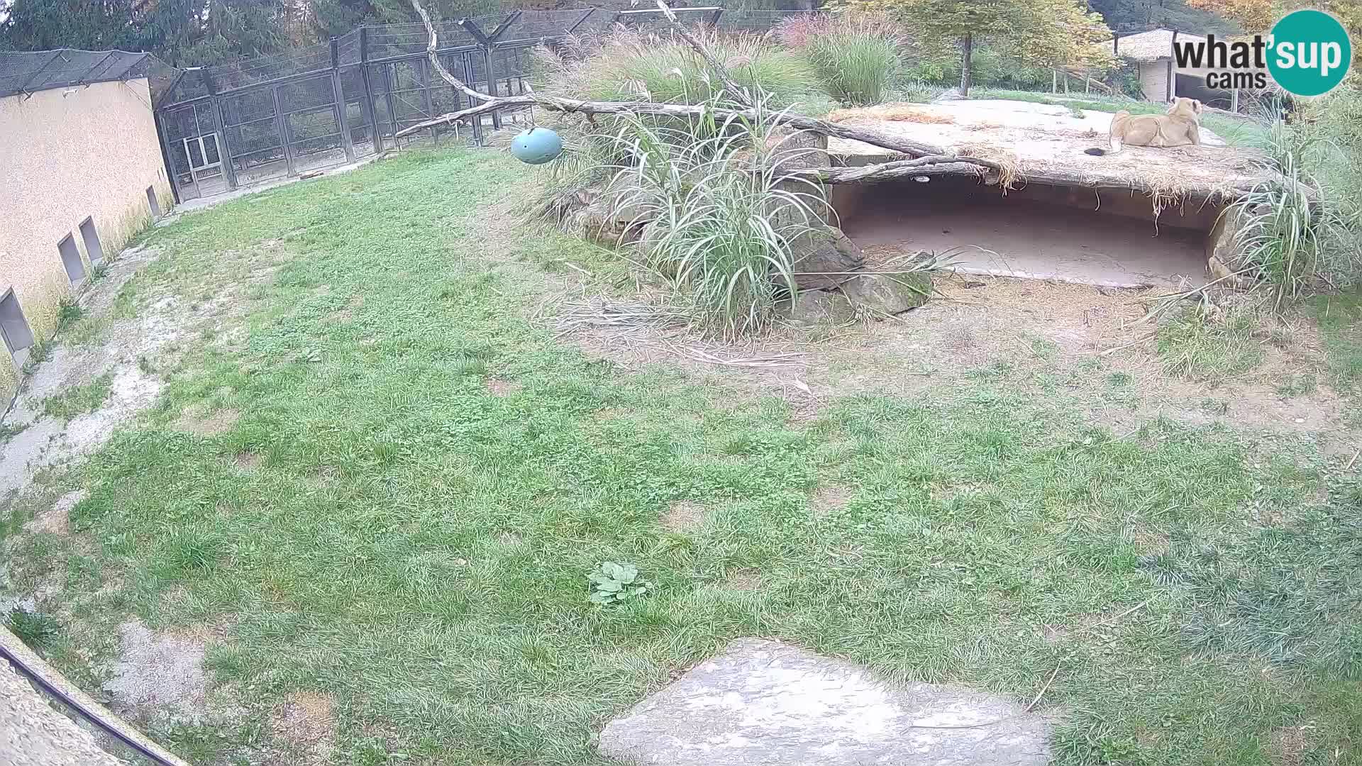 LION webcam en direct du zoo de Ljubljana – Slovénie