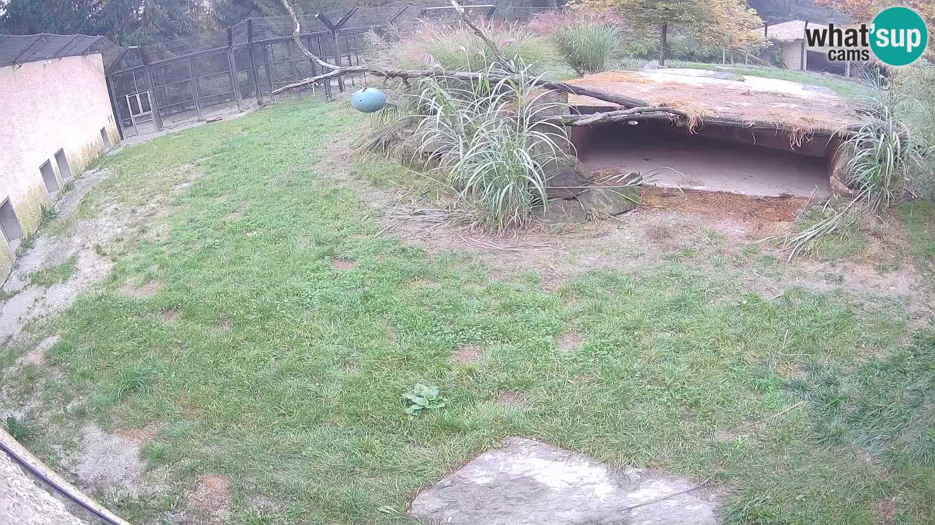 Löwe live Webcam im Zoo von Ljubljana – Slowenien