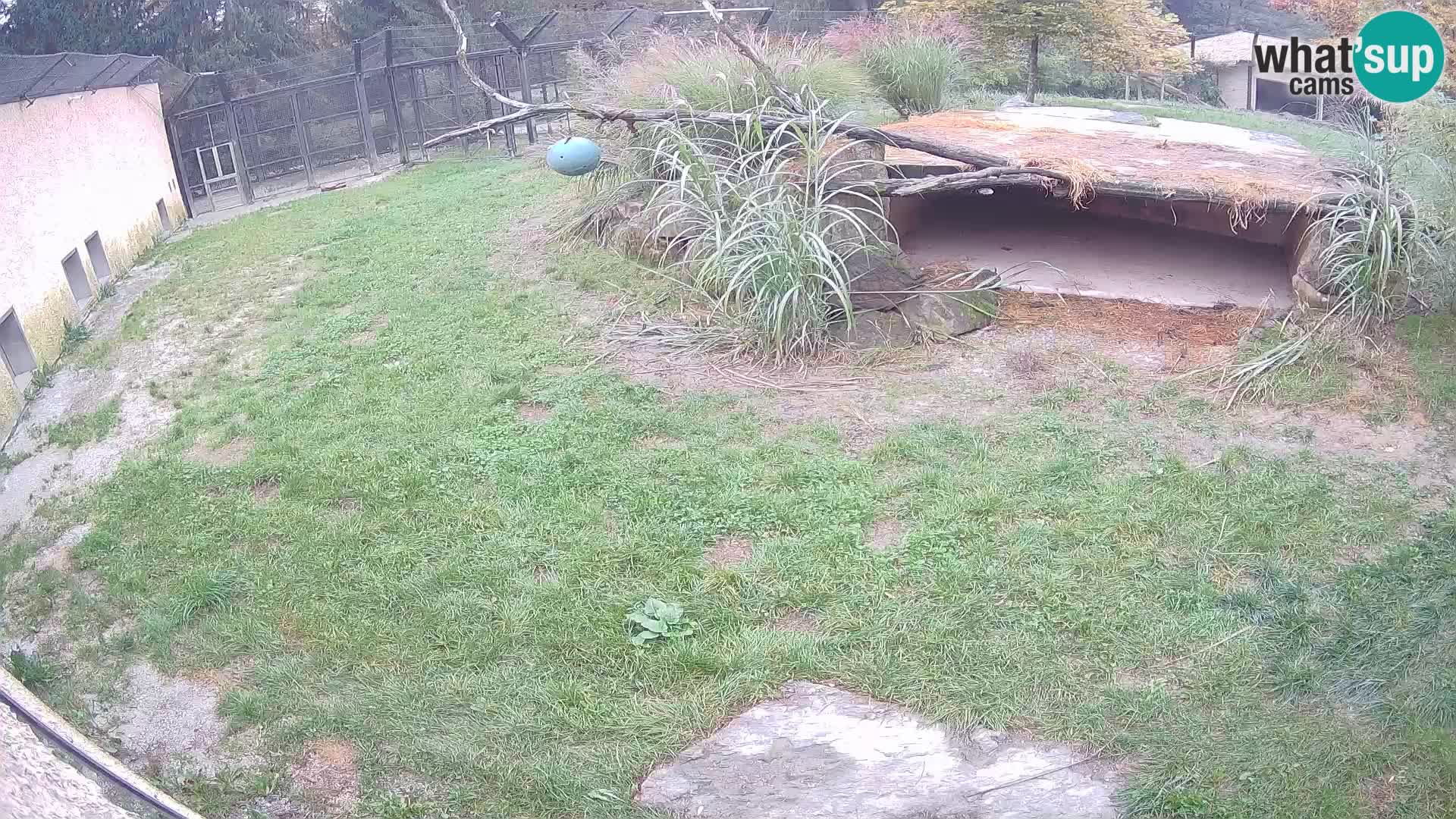 LEONE live Webcam nello zoo di Lubiana – Slovenia