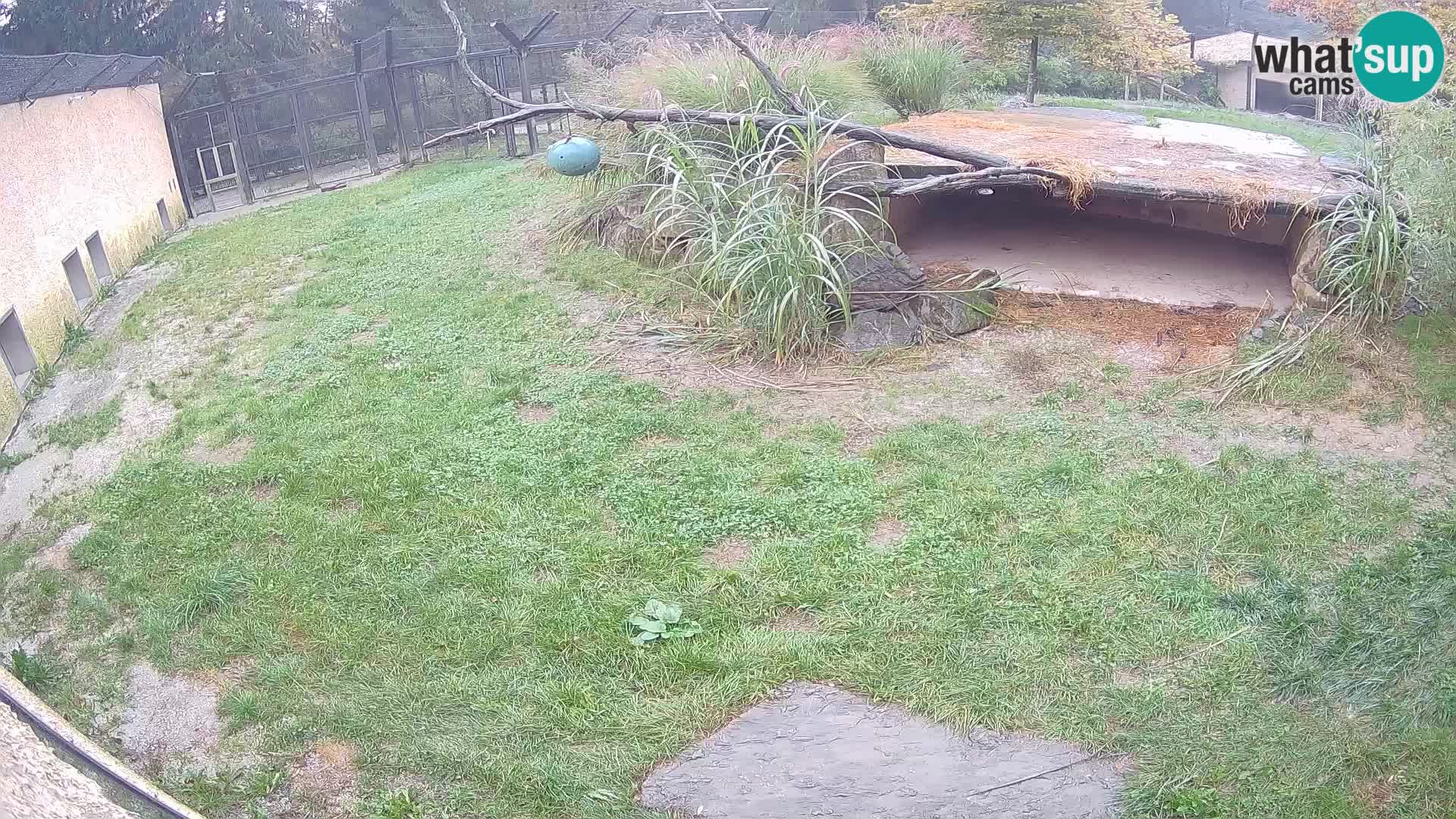 LION live Webcam in Ljubljana Zoo – Slovenia