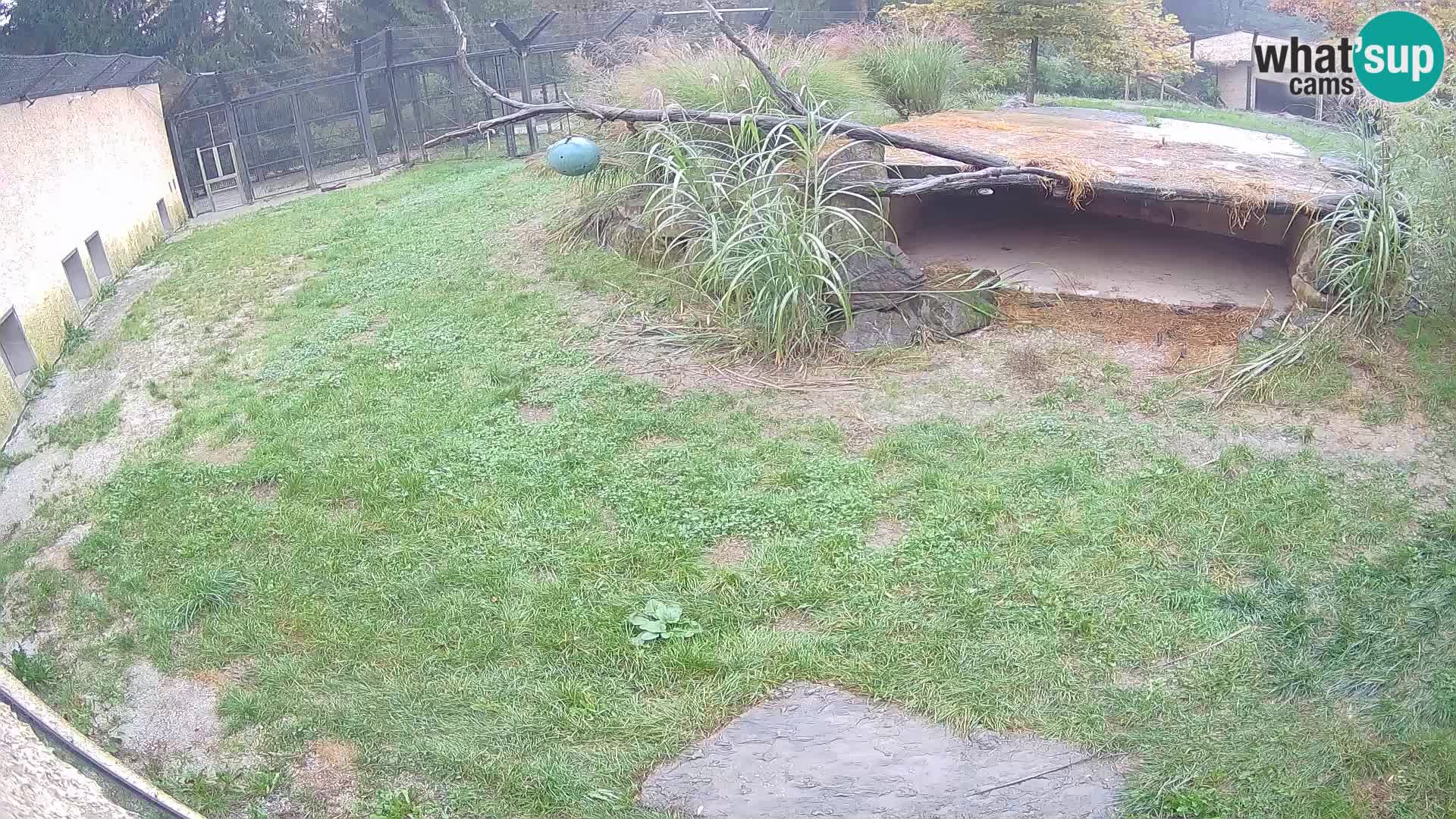 LEONE live Webcam nello zoo di Lubiana – Slovenia