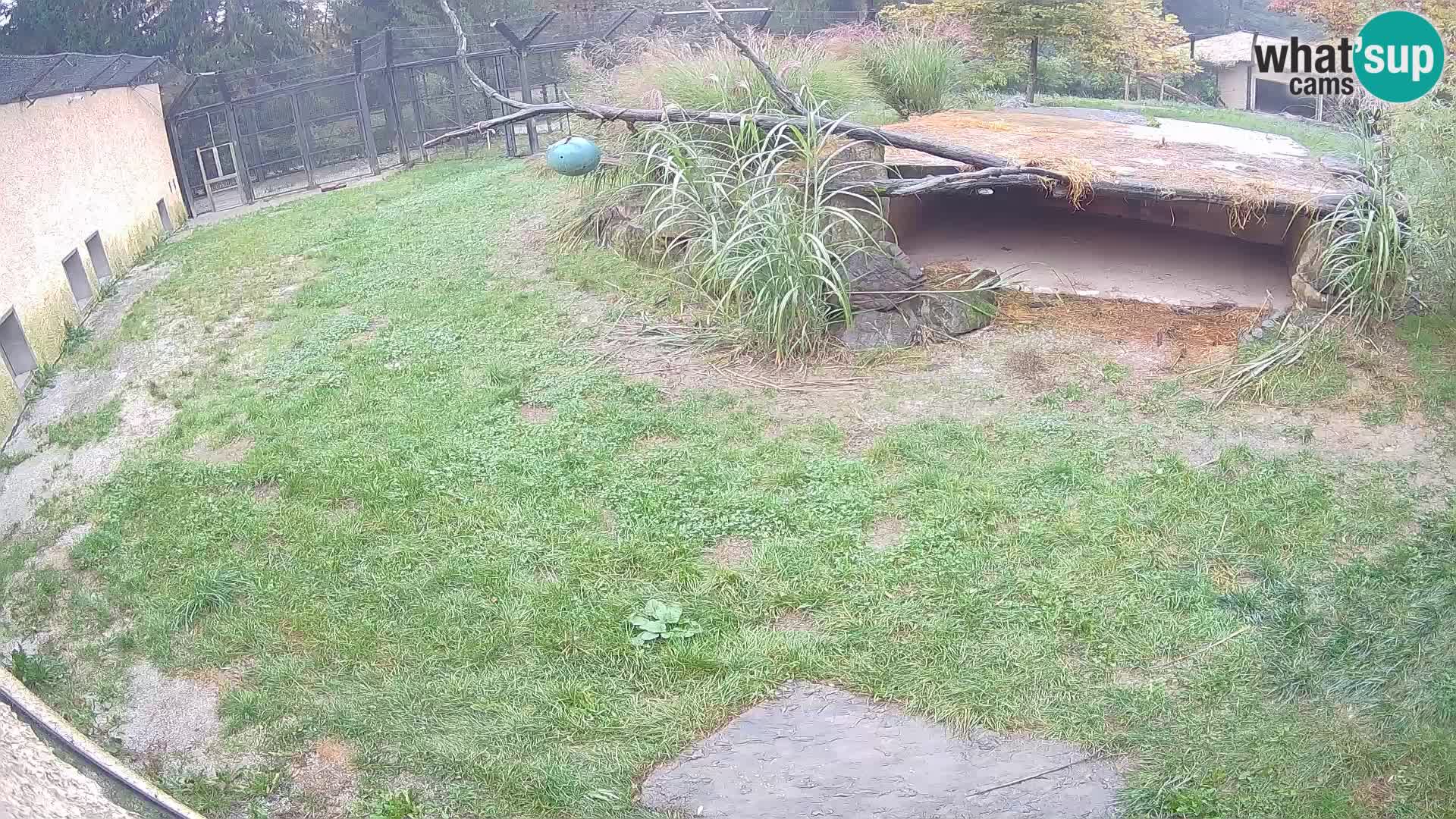 Löwe live Webcam im Zoo von Ljubljana – Slowenien