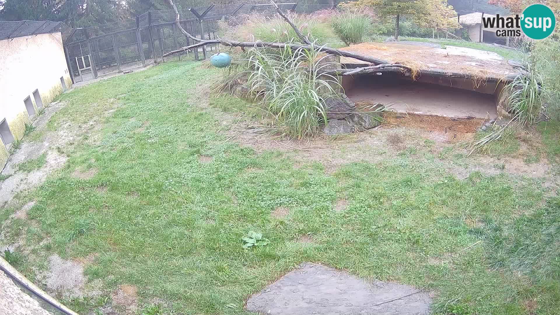 Löwe live Webcam im Zoo von Ljubljana – Slowenien