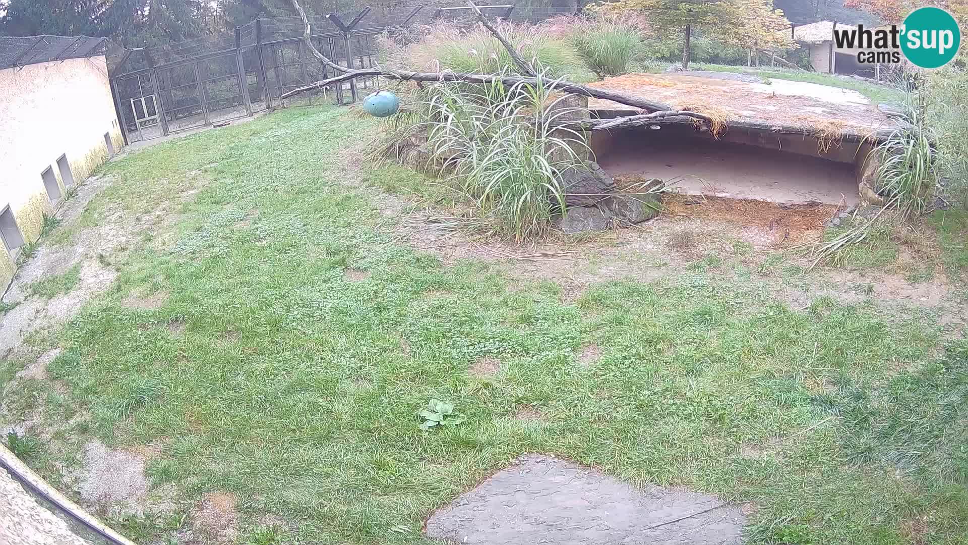 LION webcam en direct du zoo de Ljubljana – Slovénie