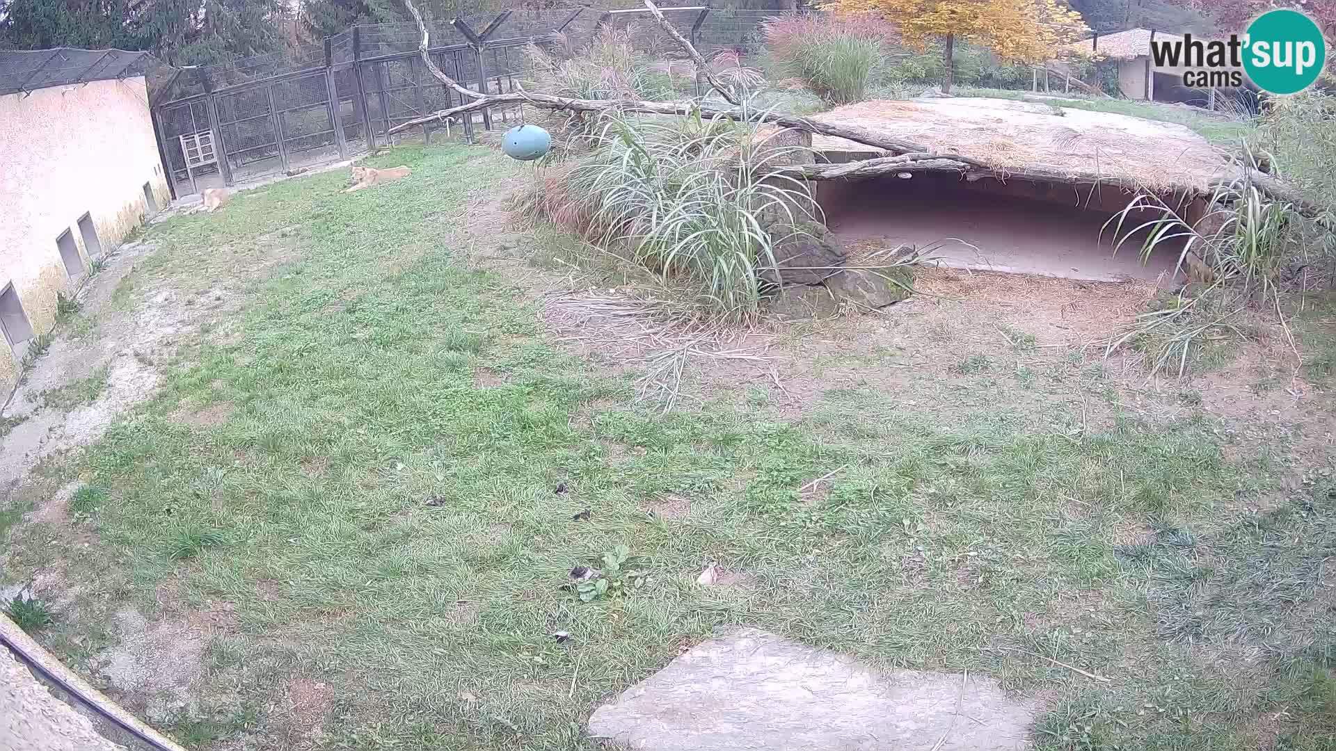 LION webcam en direct du zoo de Ljubljana – Slovénie