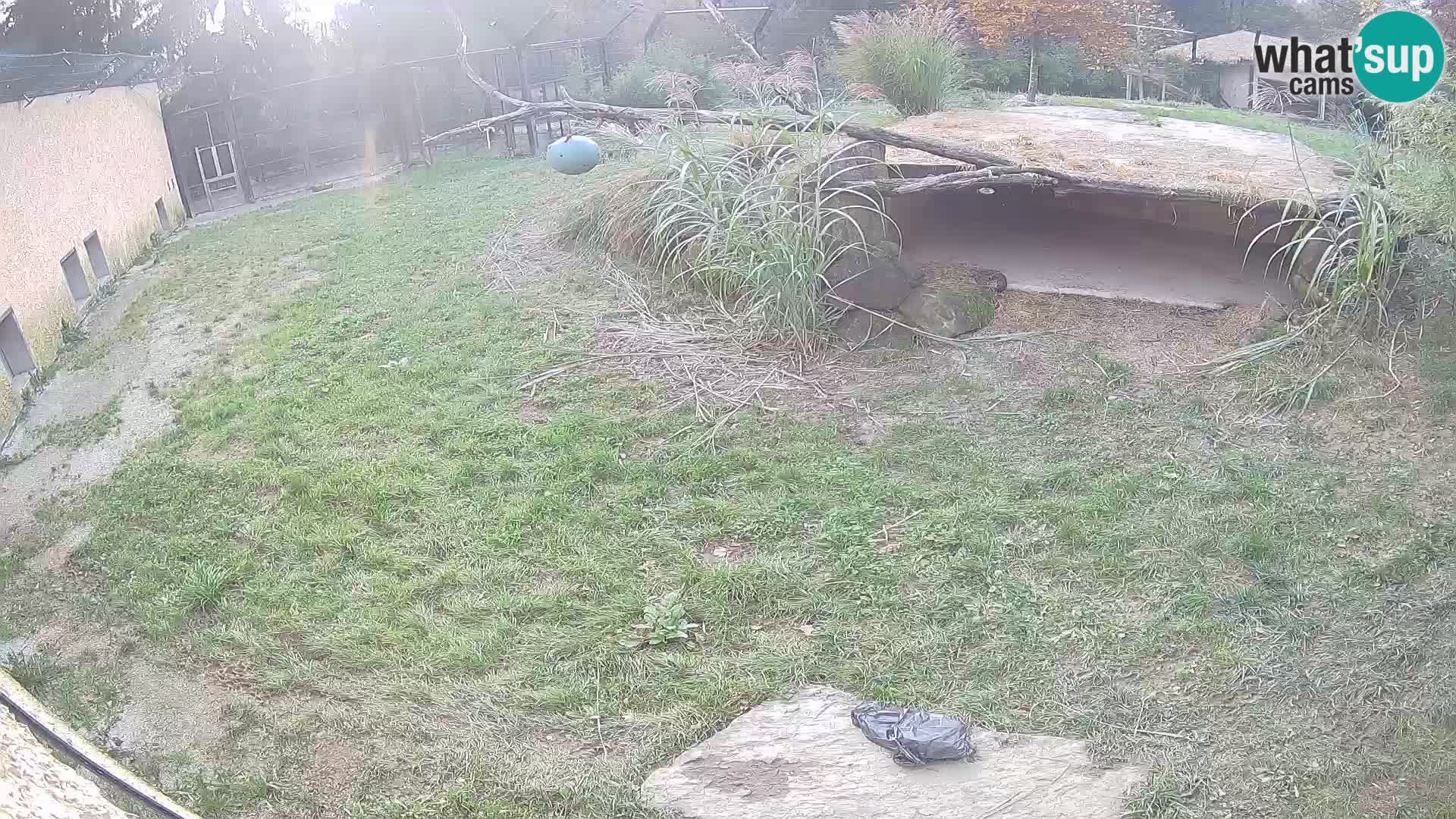 Löwe live Webcam im Zoo von Ljubljana – Slowenien