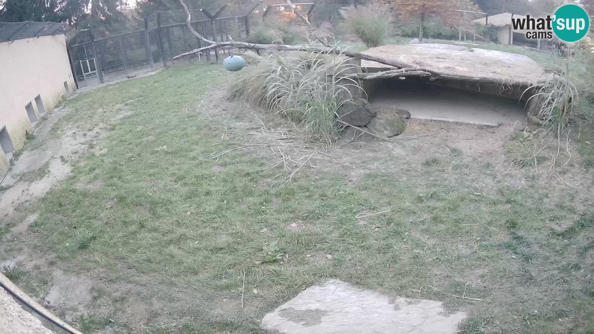 LION webcam en direct du zoo de Ljubljana – Slovénie