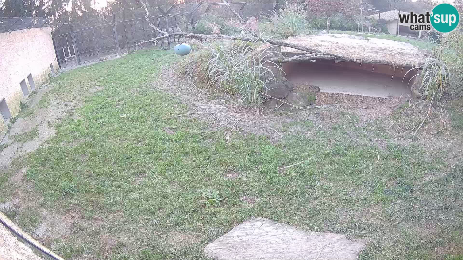 Löwe live Webcam im Zoo von Ljubljana – Slowenien