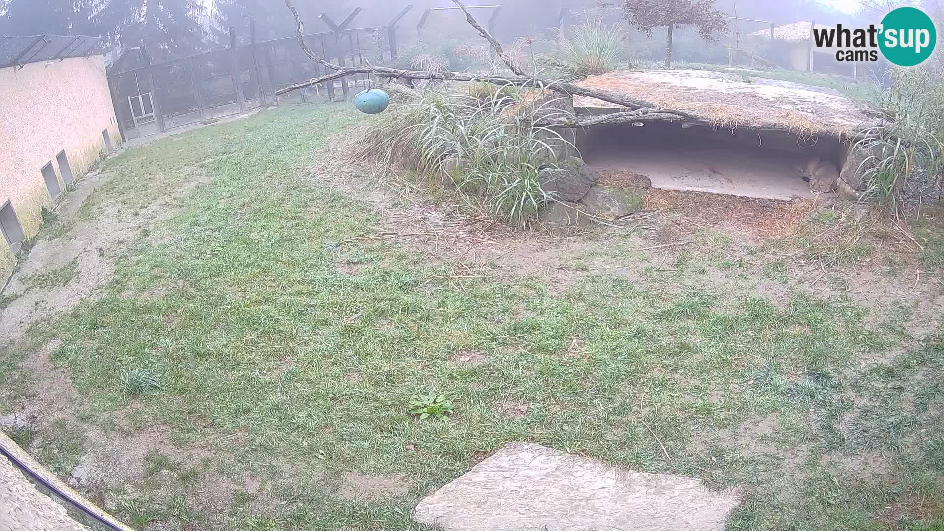 Löwe live Webcam im Zoo von Ljubljana – Slowenien