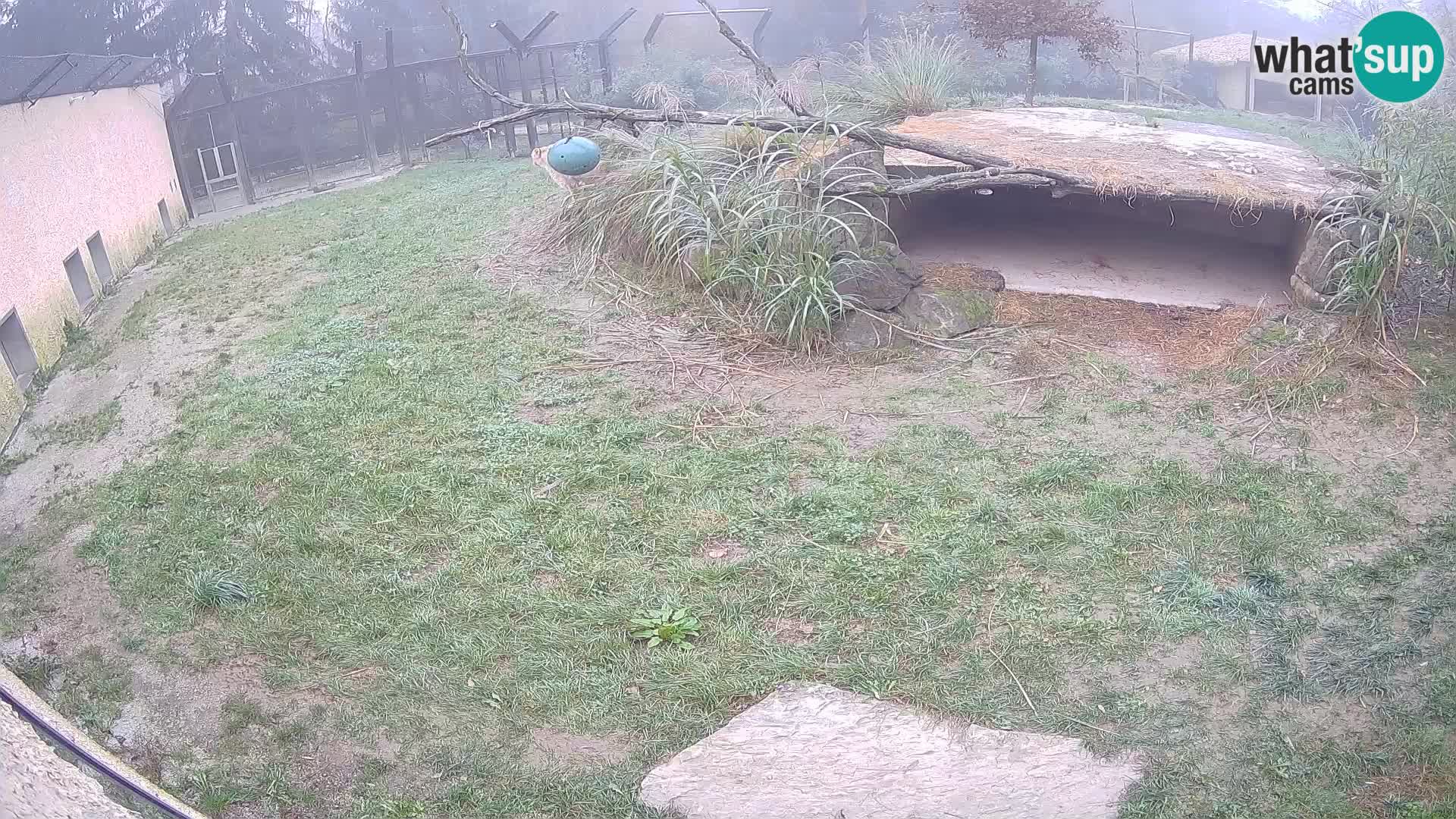 LION webcam en direct du zoo de Ljubljana – Slovénie