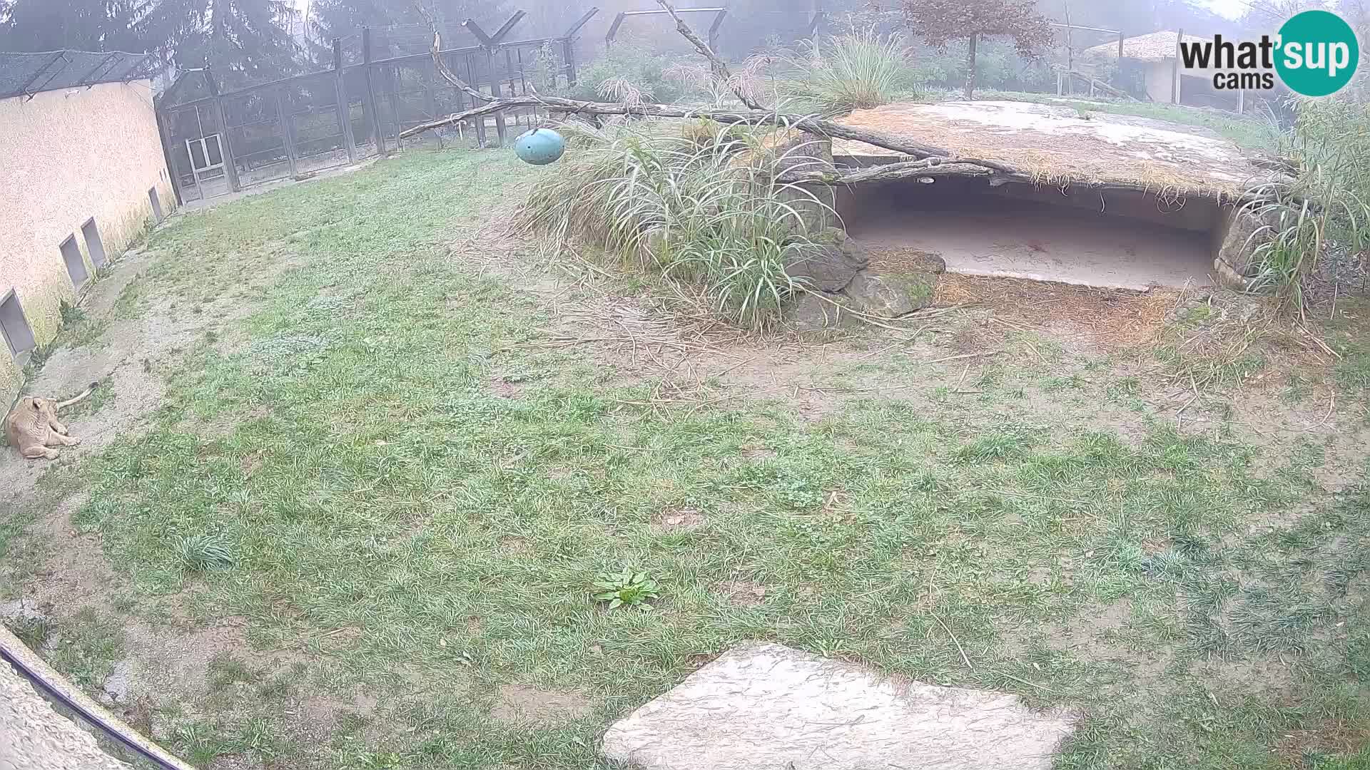 Löwe live Webcam im Zoo von Ljubljana – Slowenien