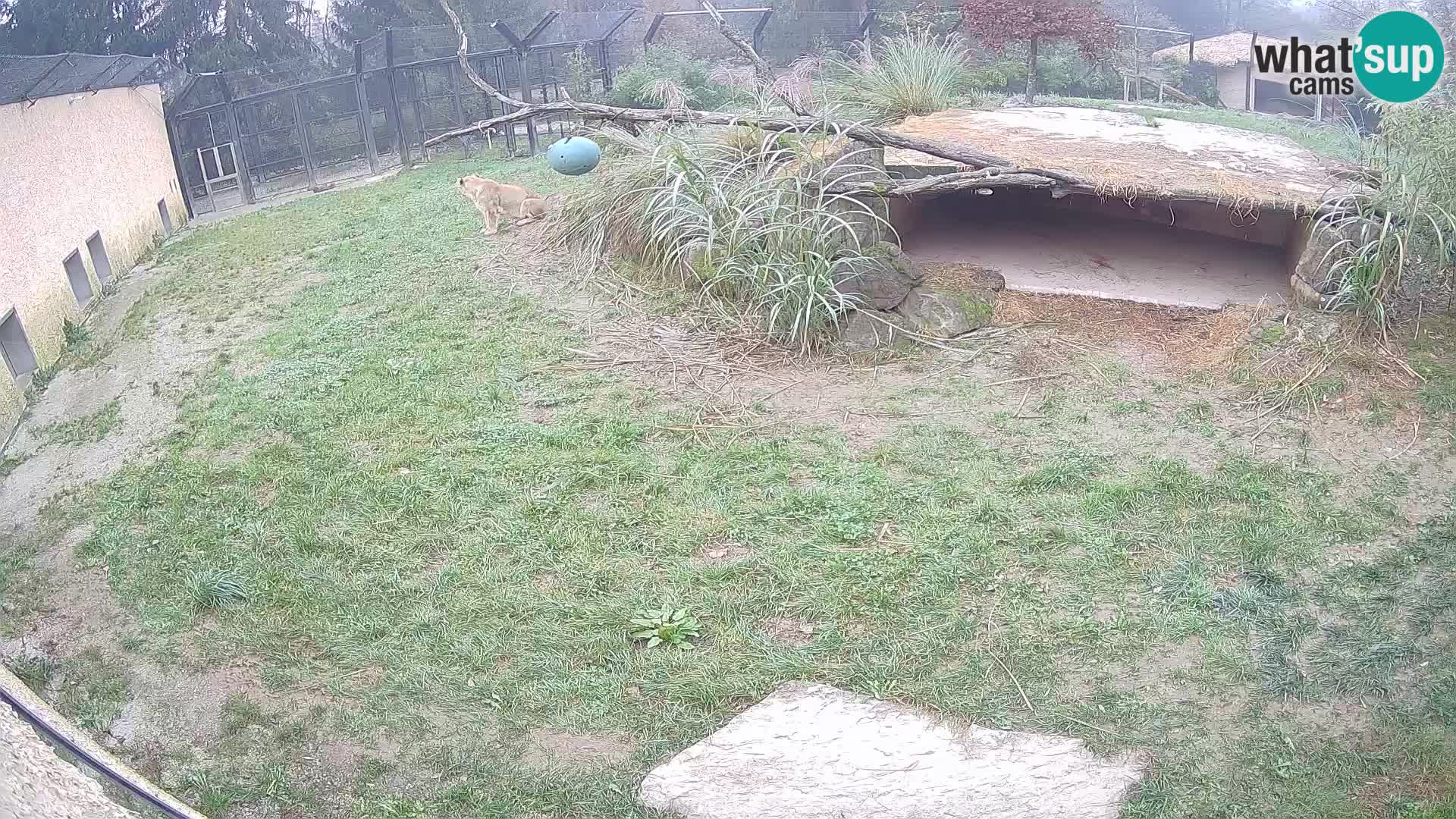 Löwe live Webcam im Zoo von Ljubljana – Slowenien