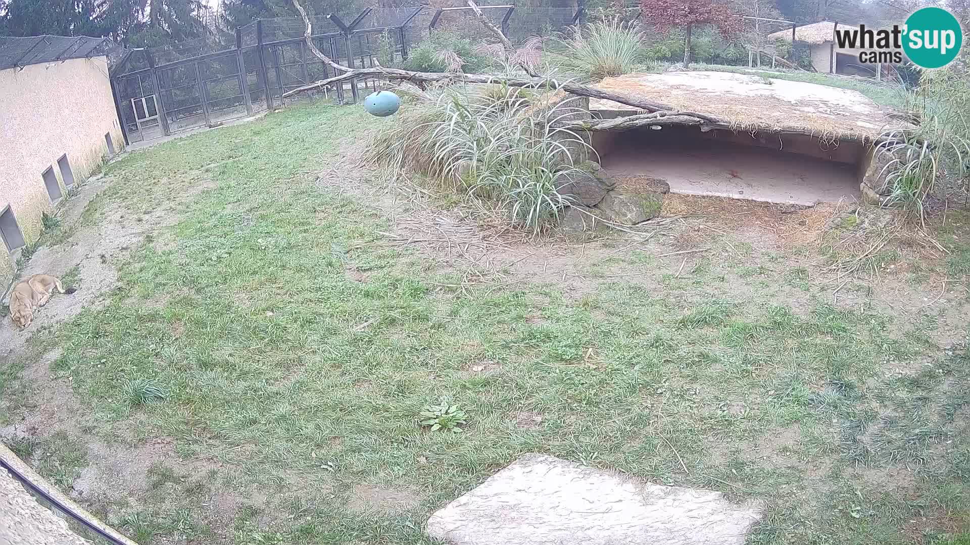 LEONE live Webcam nello zoo di Lubiana – Slovenia