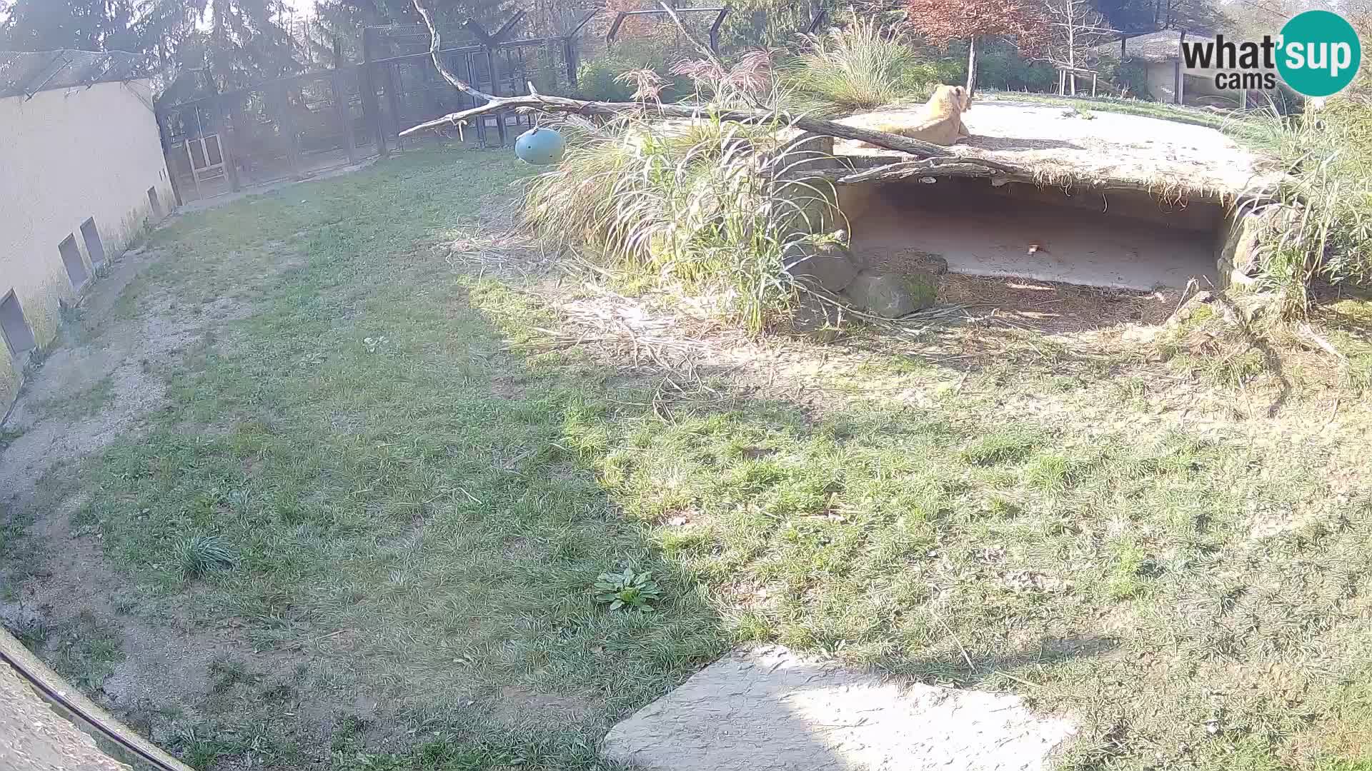 LEONE live Webcam nello zoo di Lubiana – Slovenia