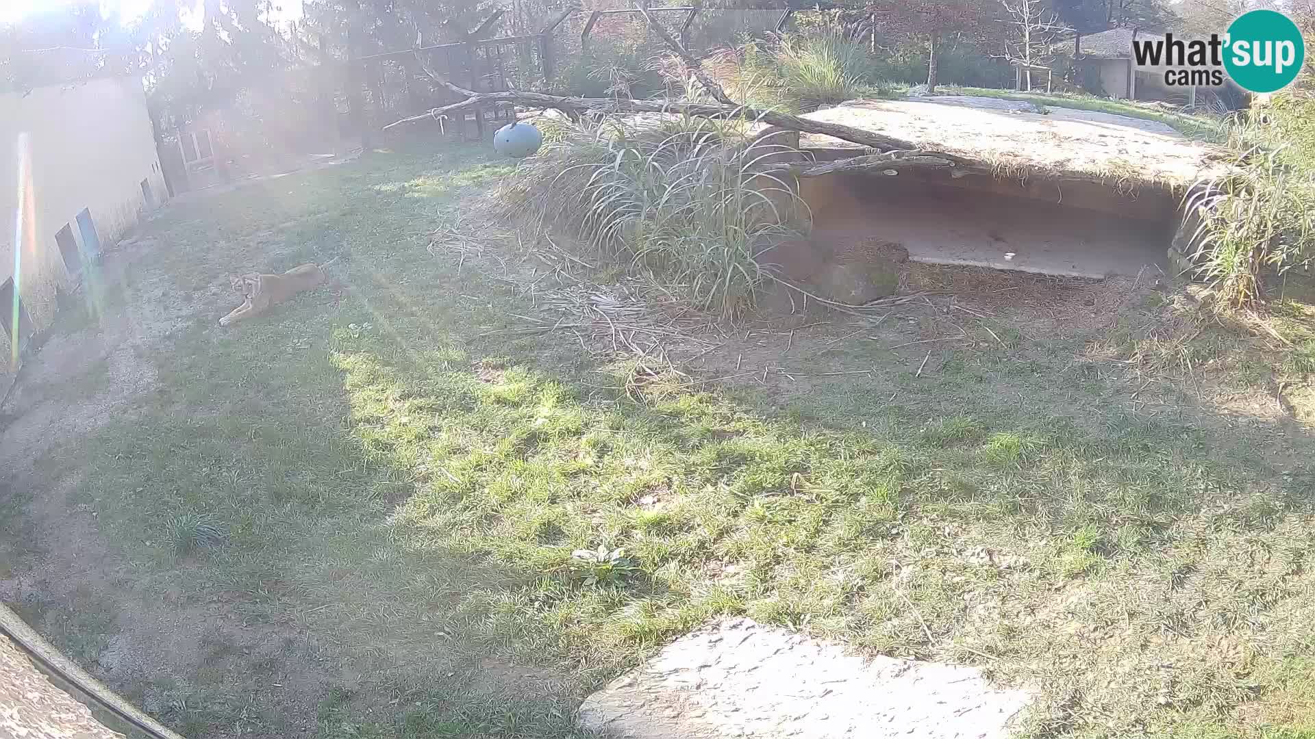 LION live Webcam in Ljubljana Zoo – Slovenia