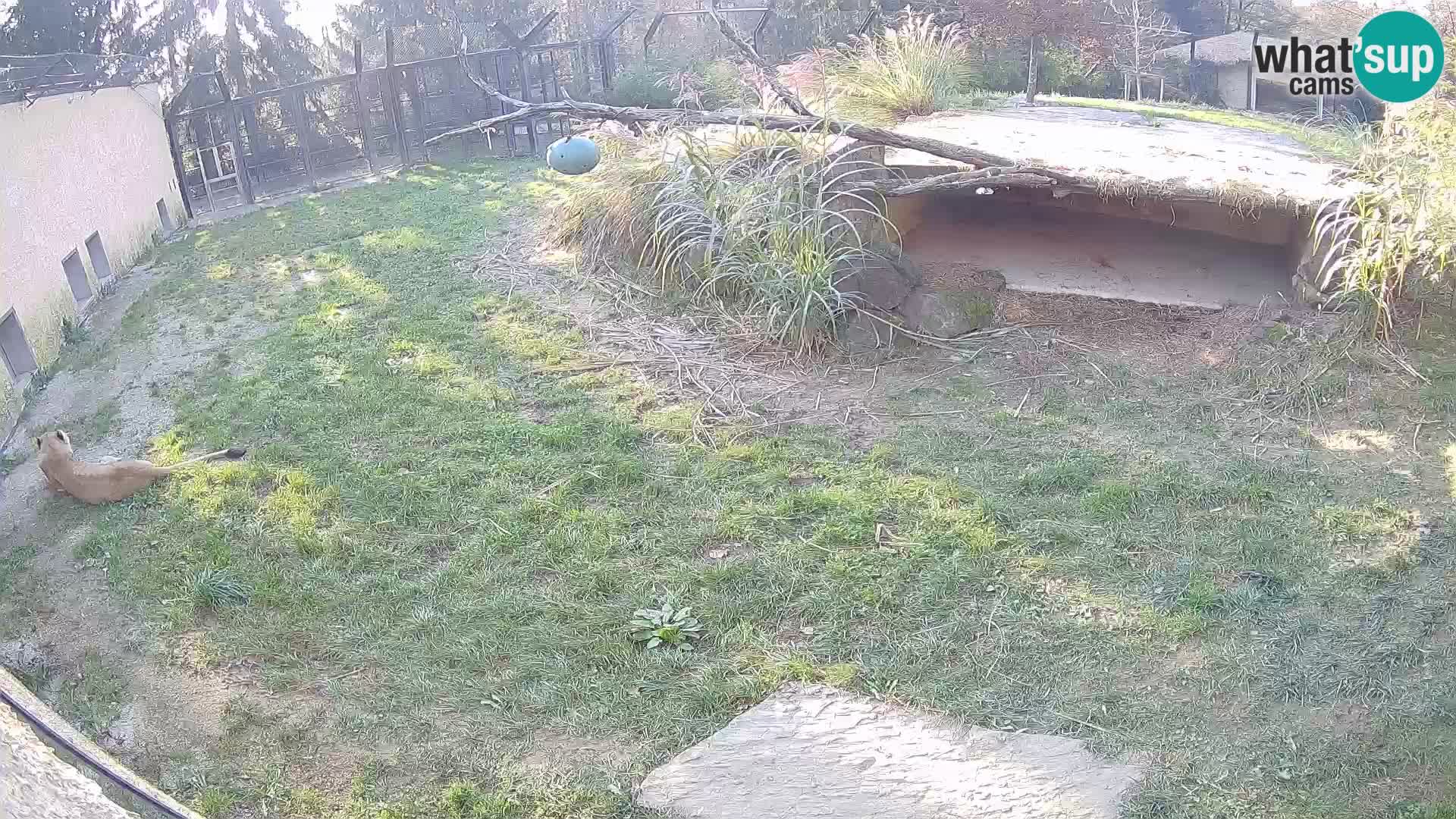 LION webcam en direct du zoo de Ljubljana – Slovénie