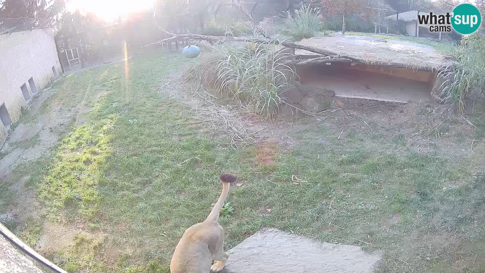 LEVI spletna kamera v živalskem vrtu Ljubljana Zoo